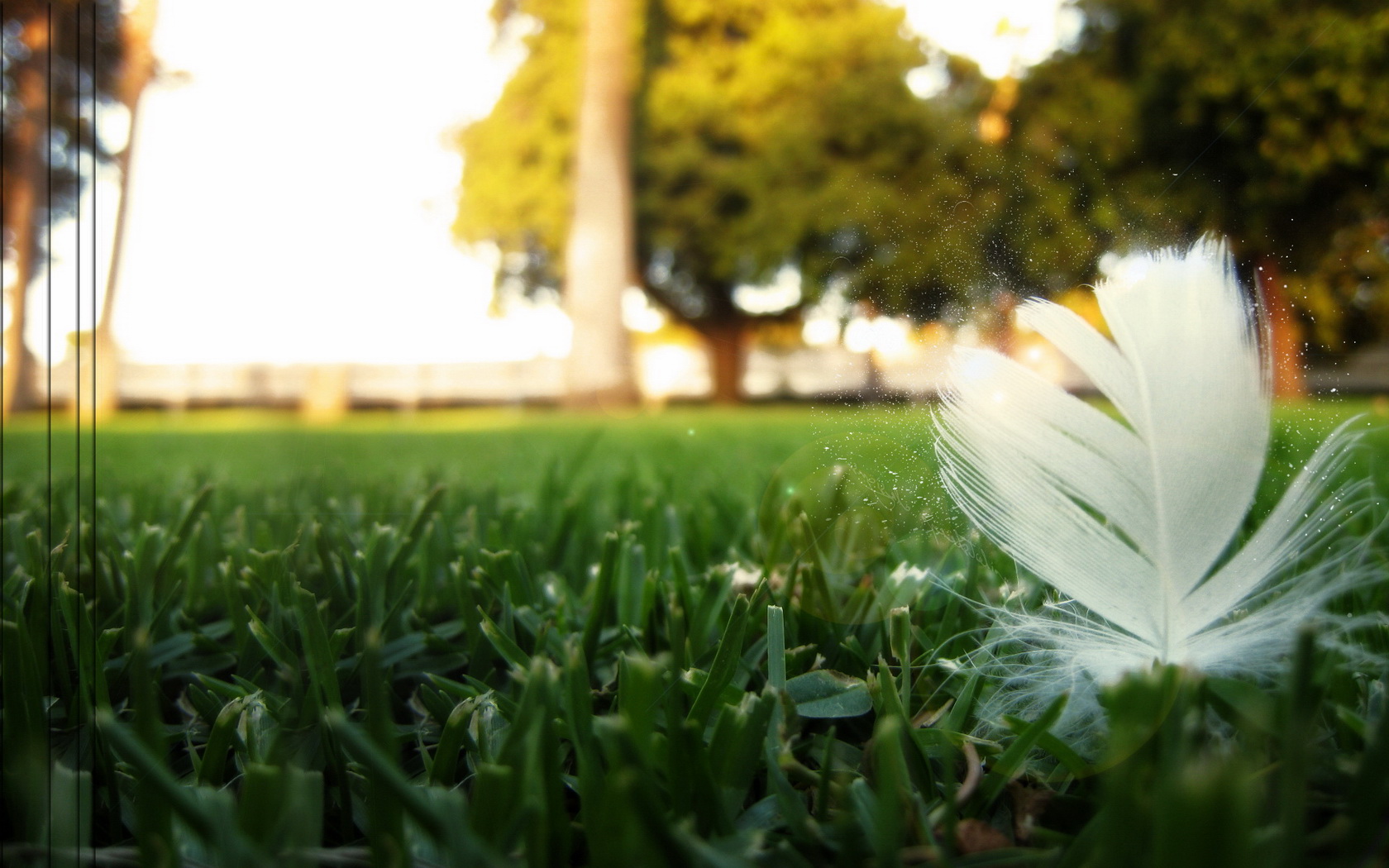 Photography Feather 1680x1050