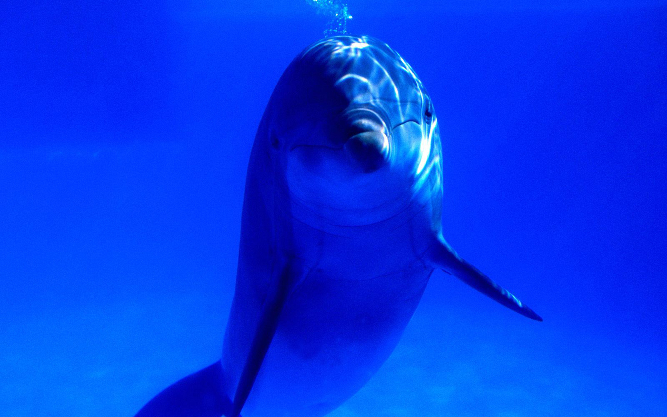 Animal Dolphin 2560x1600