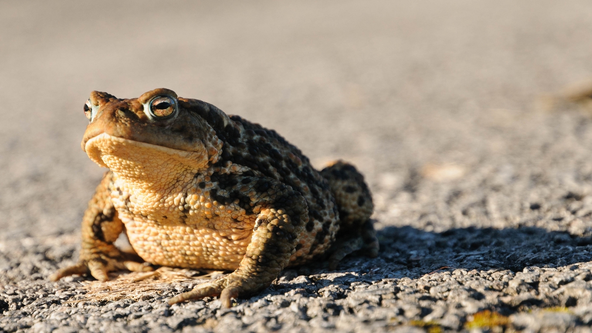 Animal Toad 1920x1080