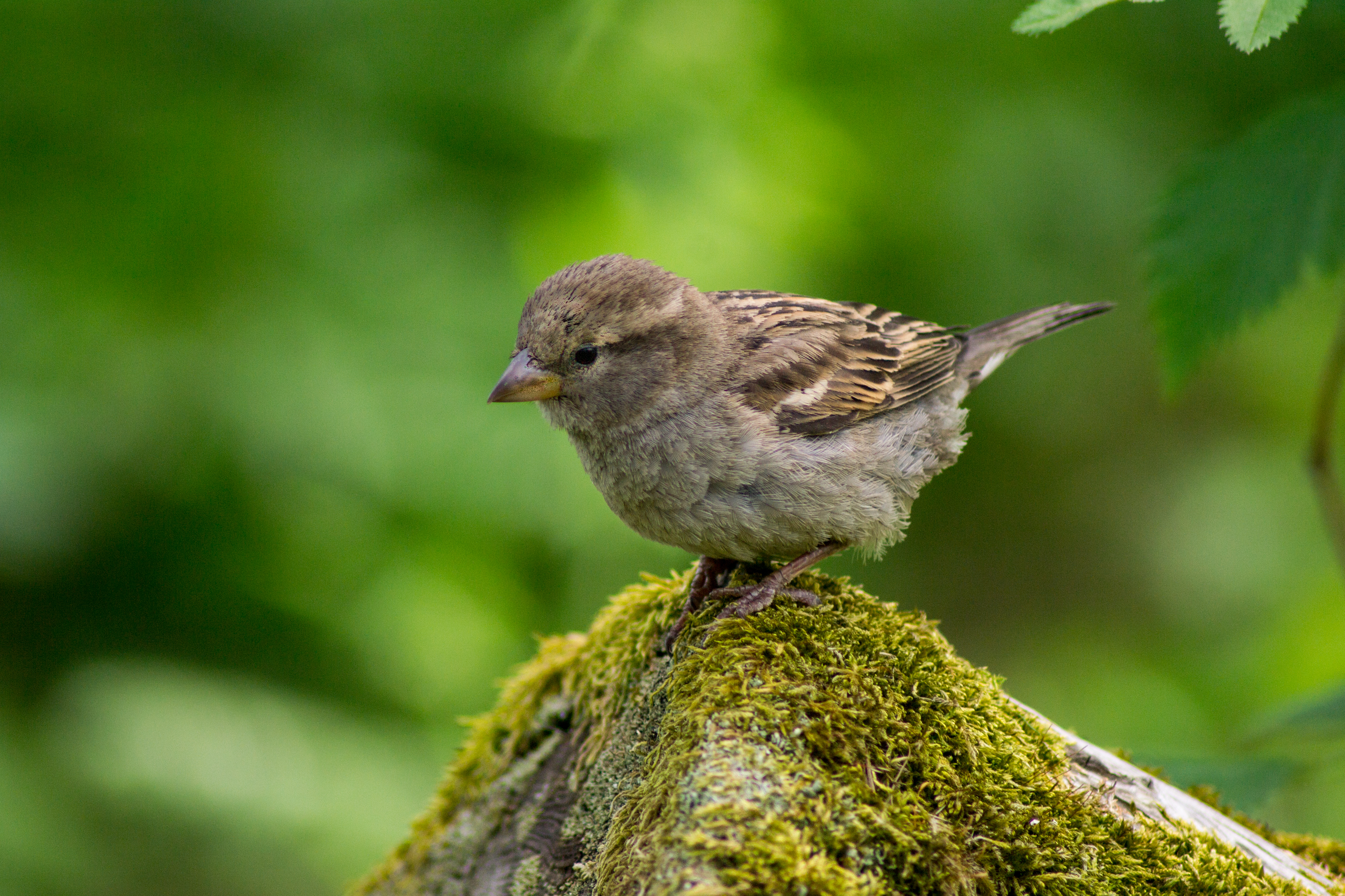 Bird Blur Moss Sparrow 4608x3072