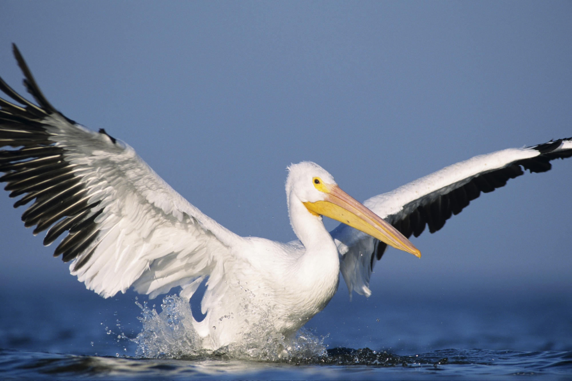 Animal Pelican 2000x1333