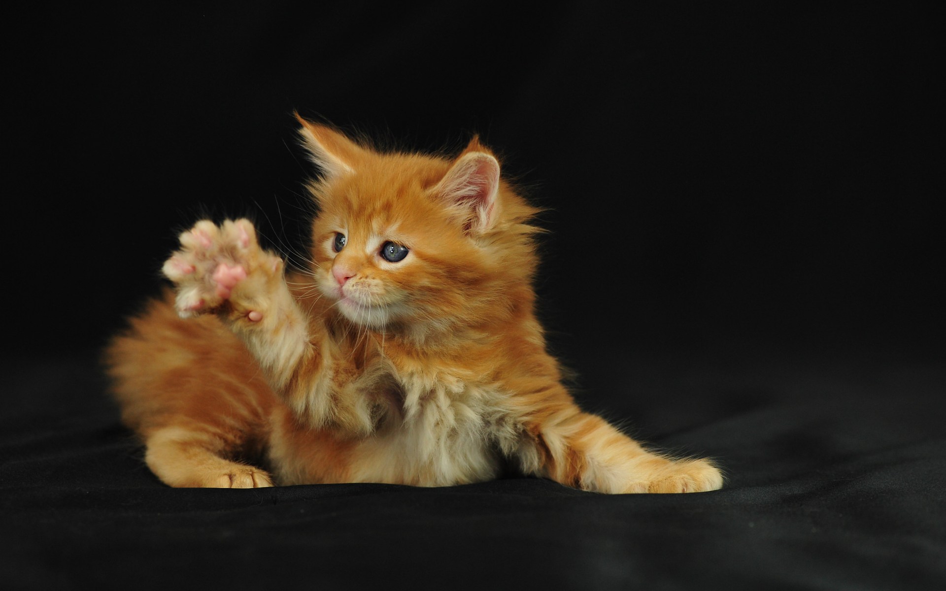 Baby Animal Cat Fluffy Kitten Paw 1920x1200