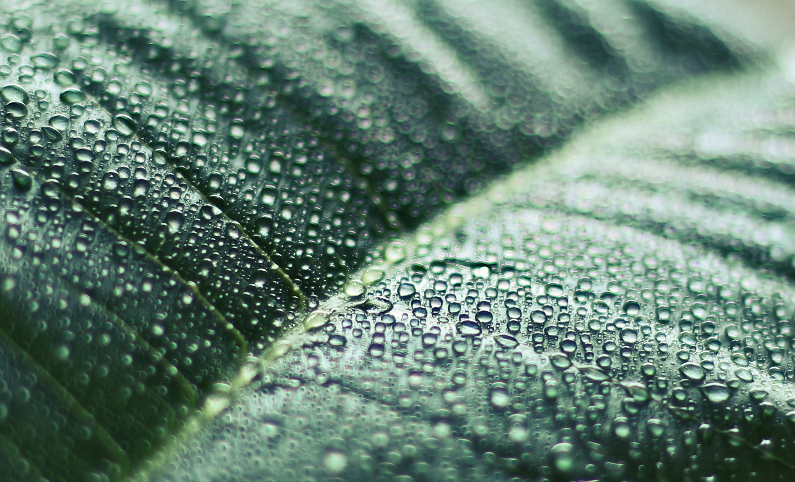 Dew Green Macro Nature Water Drop 1600x970