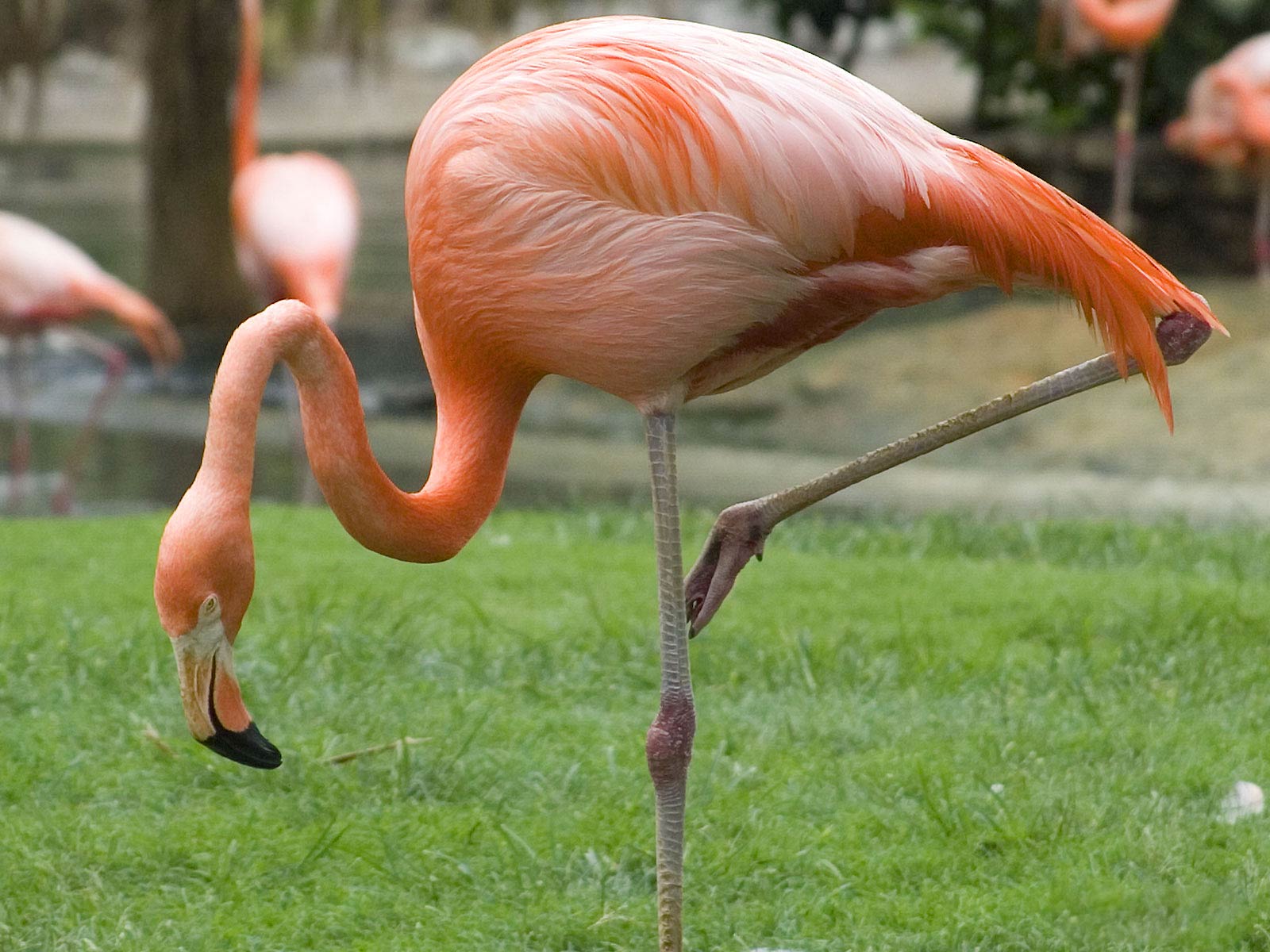 Flamingo 1600x1200