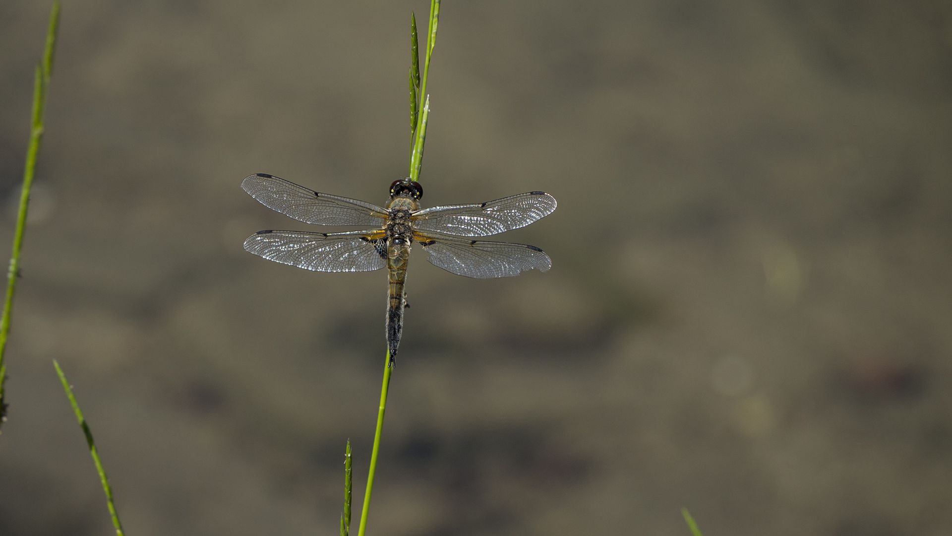 Animal Dragonfly 1920x1080