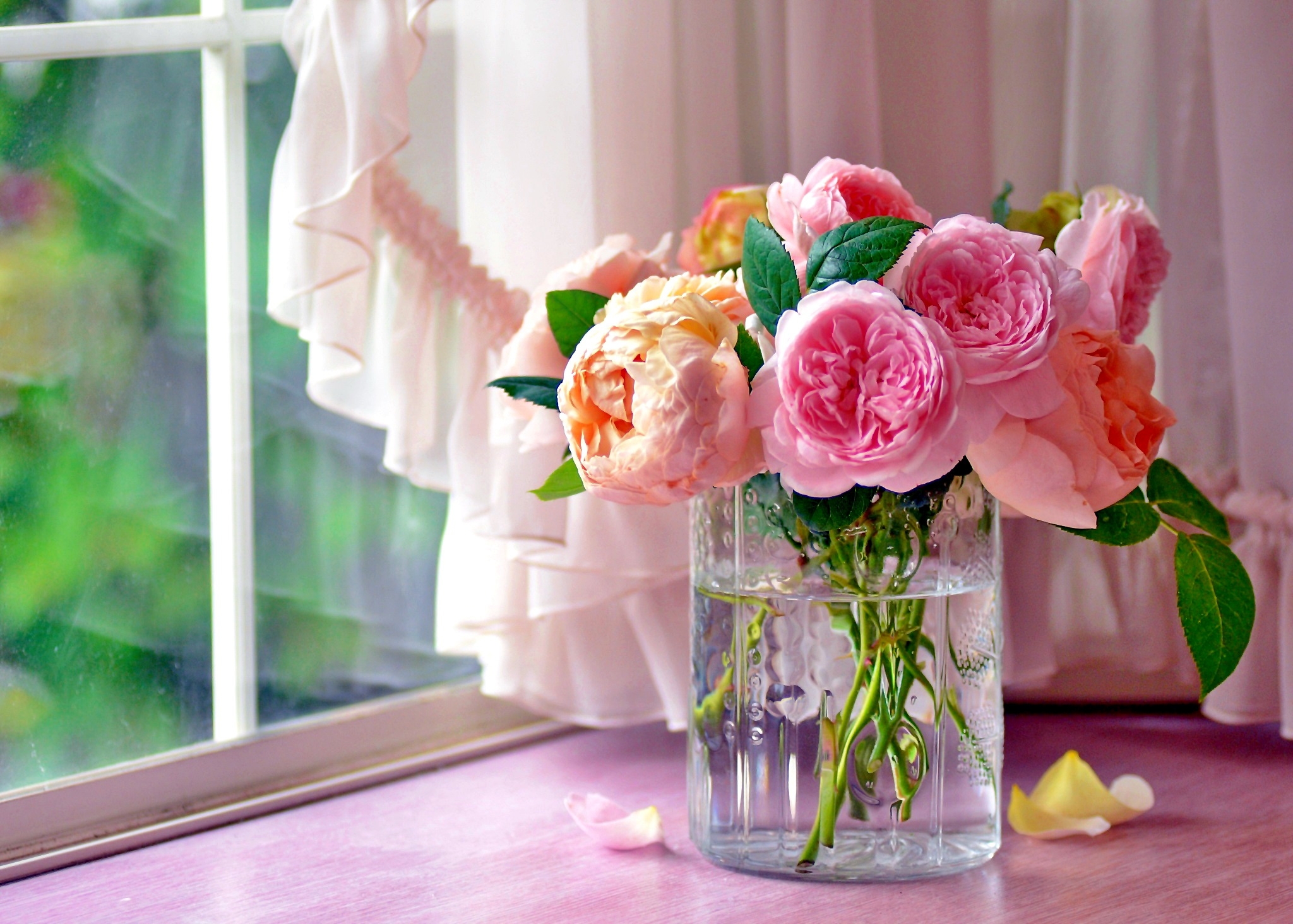 Curtain Flower Pink Flower Rose Vase Window 2048x1465