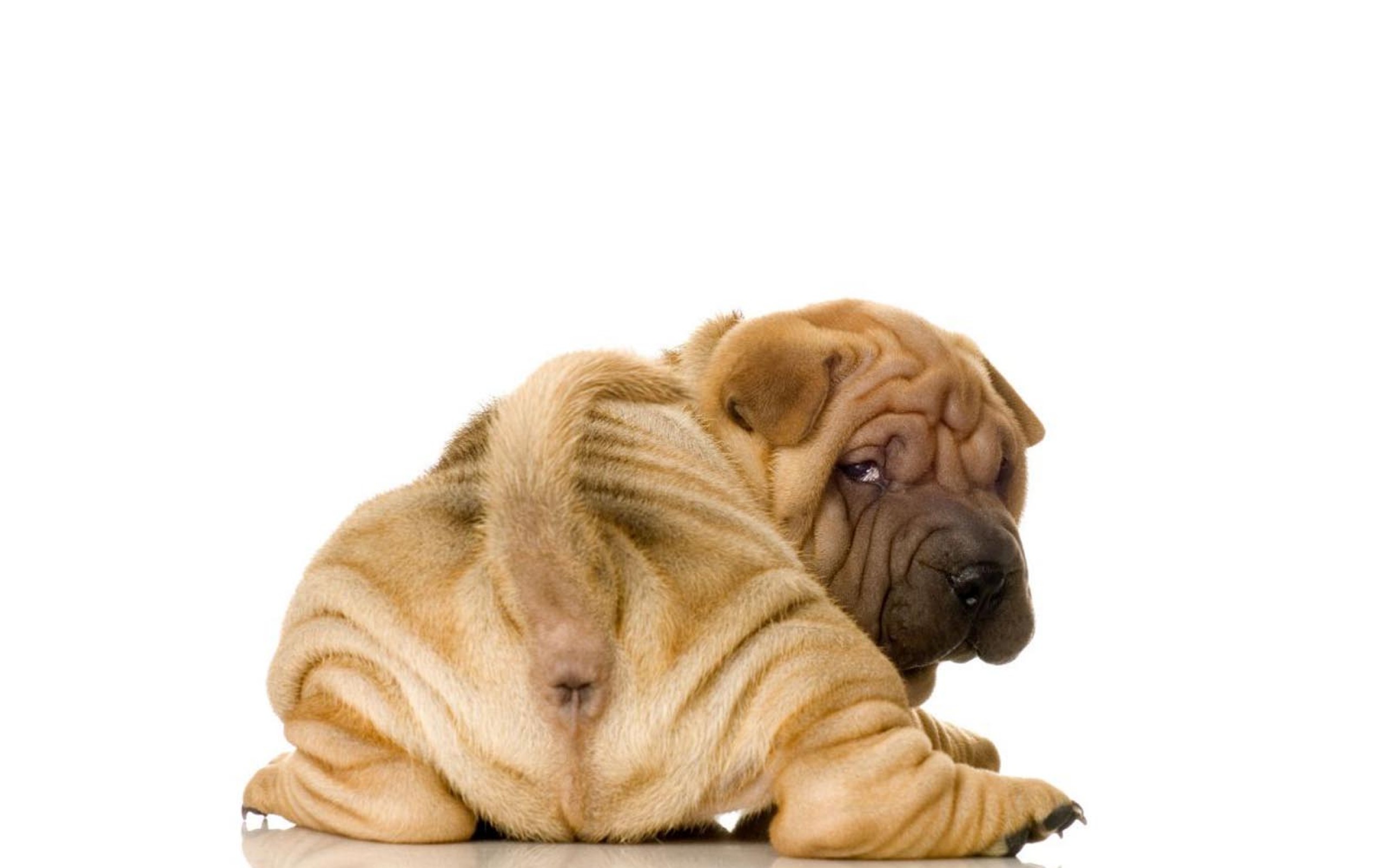 Animal Shar Pei 2560x1600