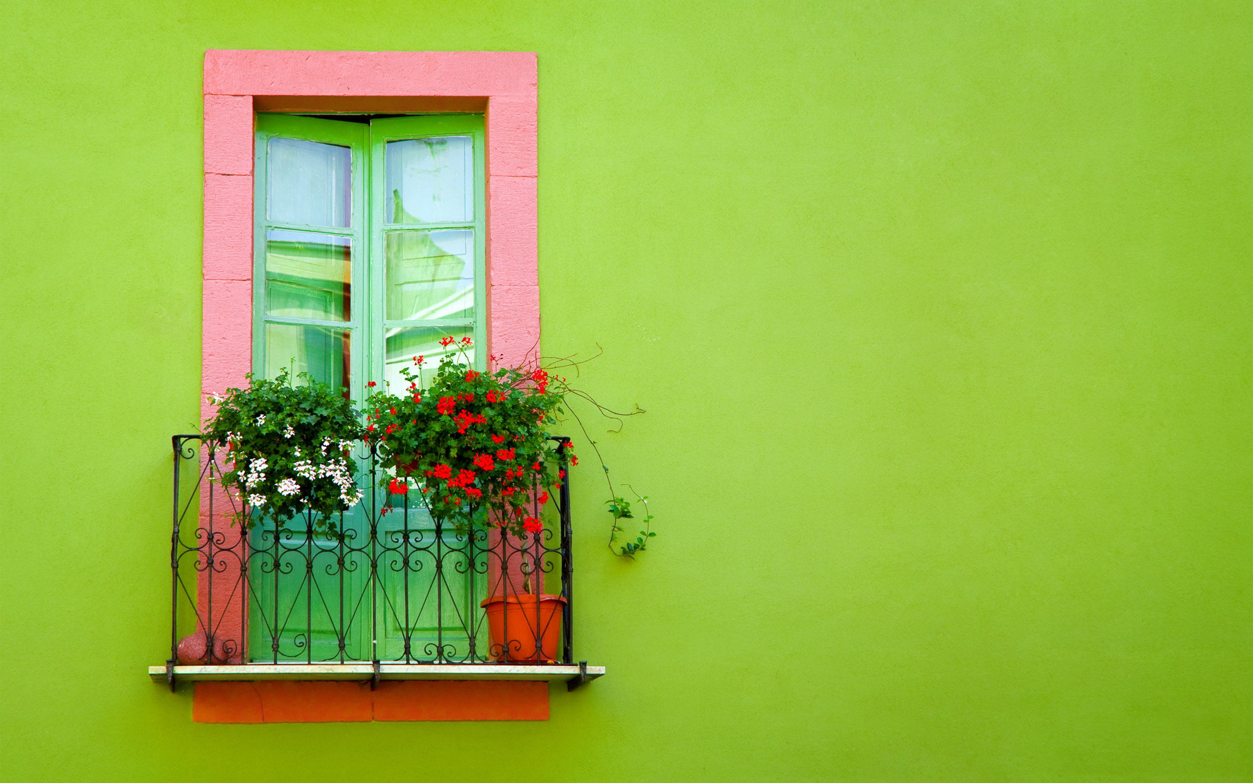 Artistic Flower Green Plant Window 2560x1600