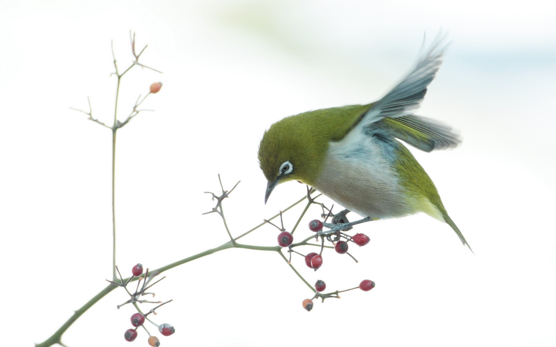 Japanese White Eye Passerine 1920x1200