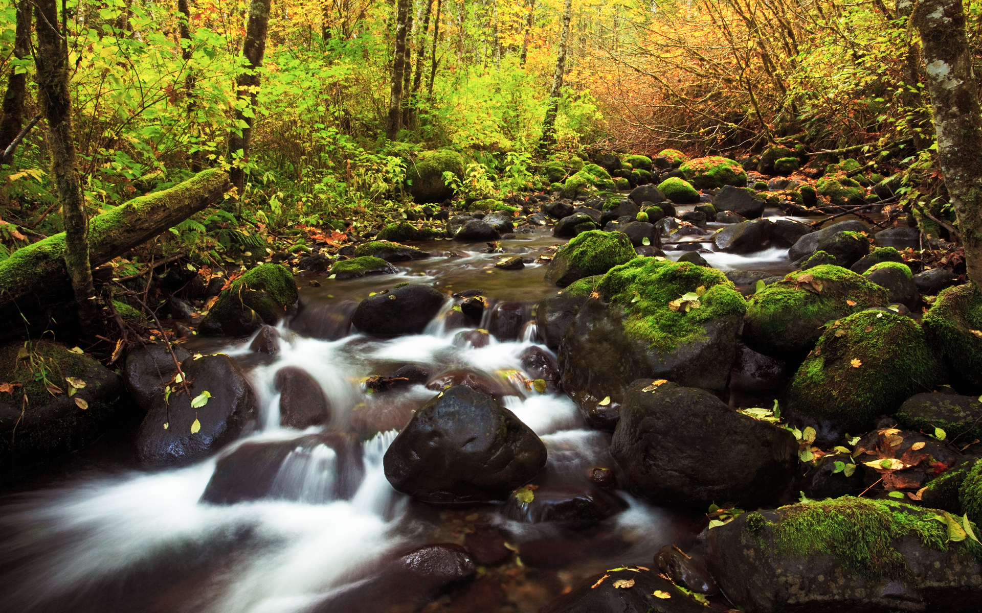 Fall Forest Landscape River Scenic Season Stream 1920x1200