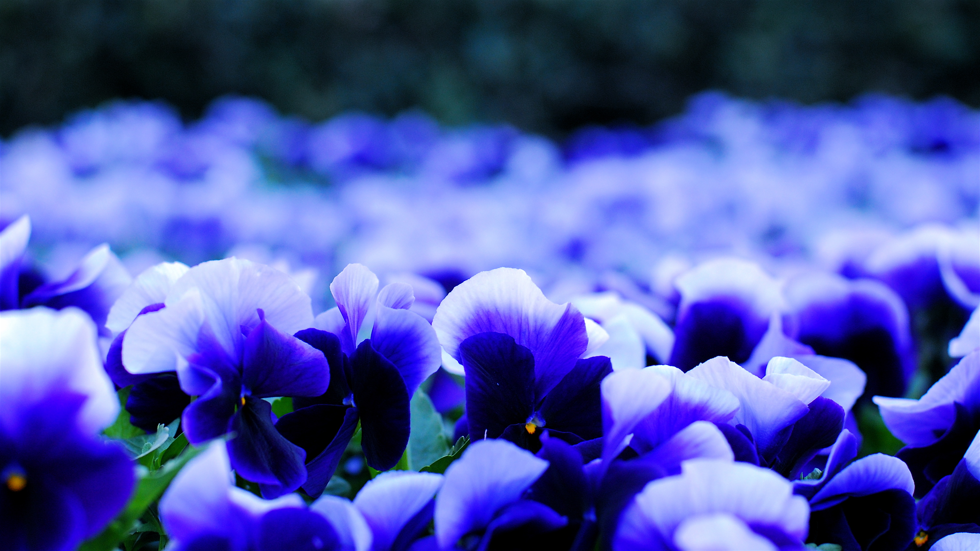 Bokeh Flower Macro Violet 3410x1918
