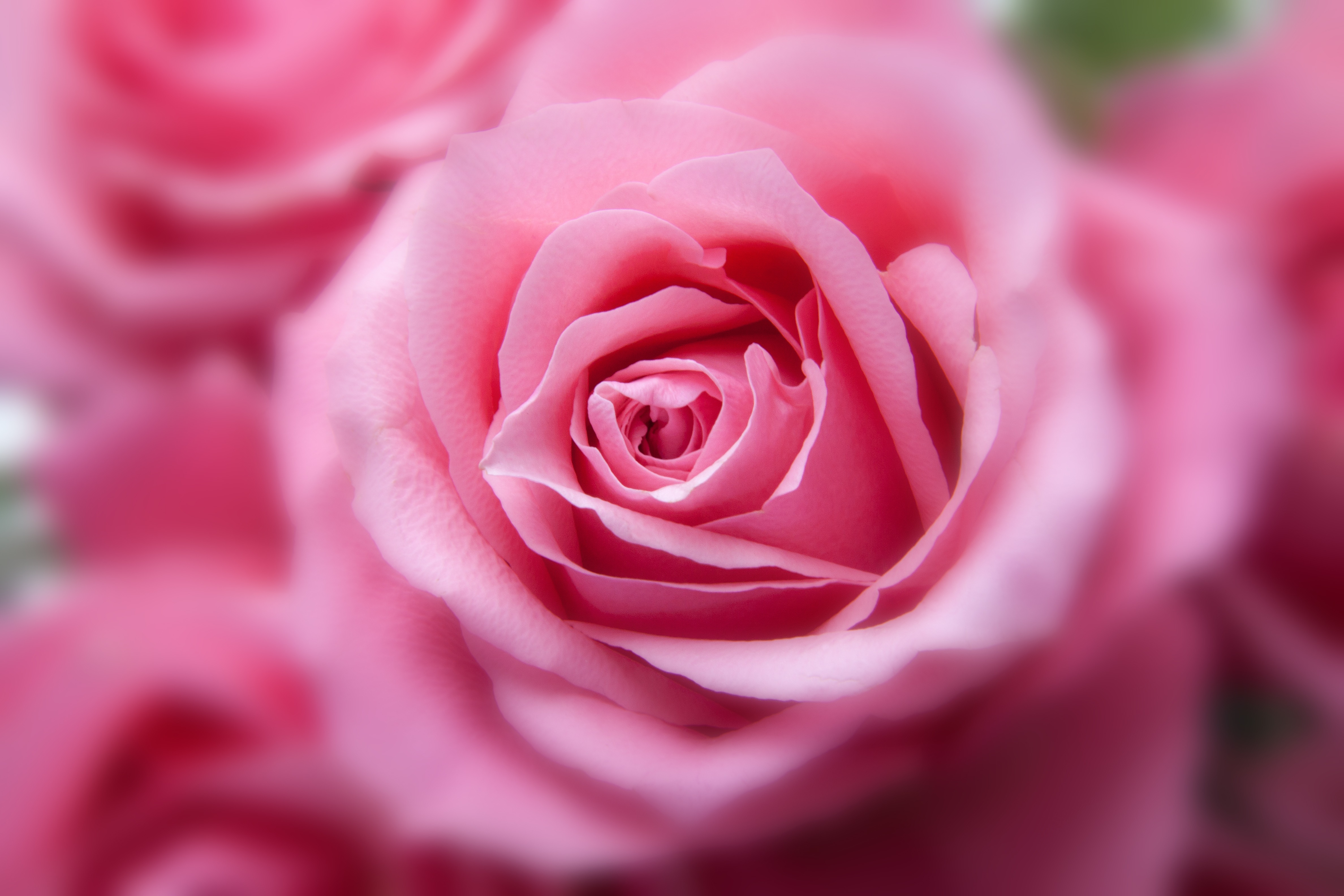 Bud Close Up Nature Pink Flower Rose 4752x3168