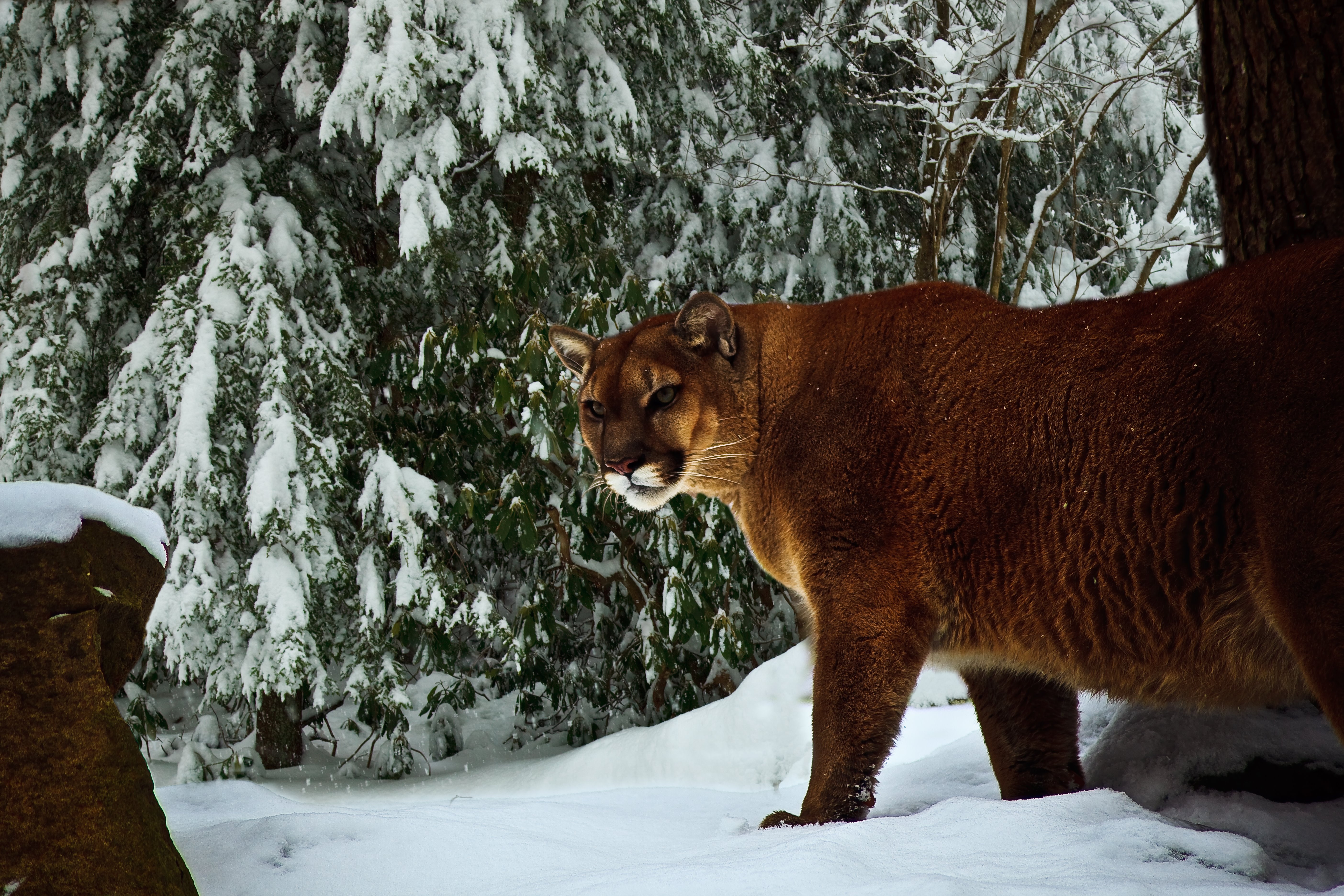 Animal Cougar Snow Winter 5616x3744