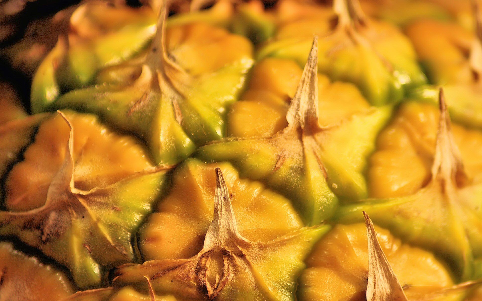 Close Up Fruit Pineapple 1920x1200