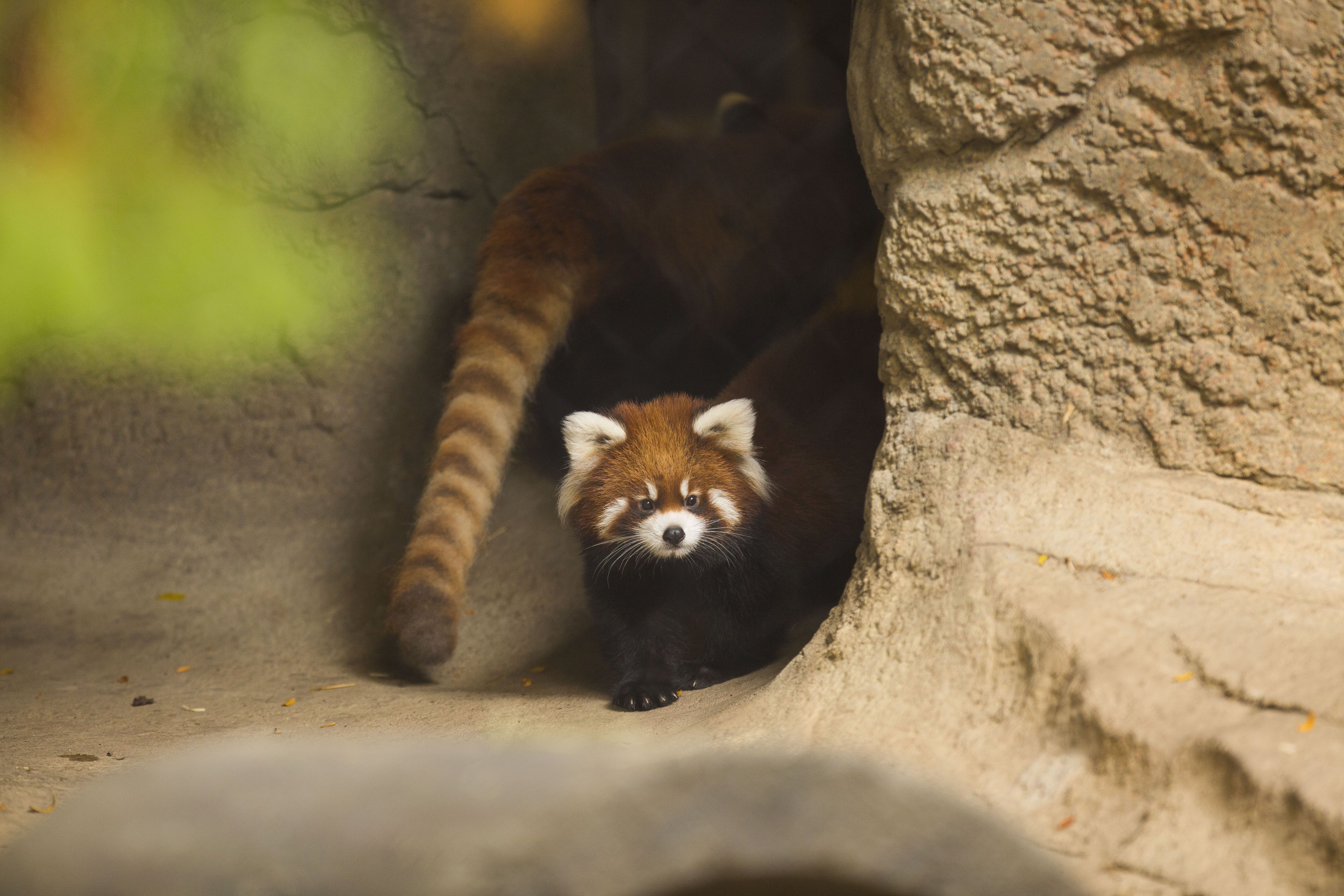 Chicago Red Panda Zoo 5760x3840