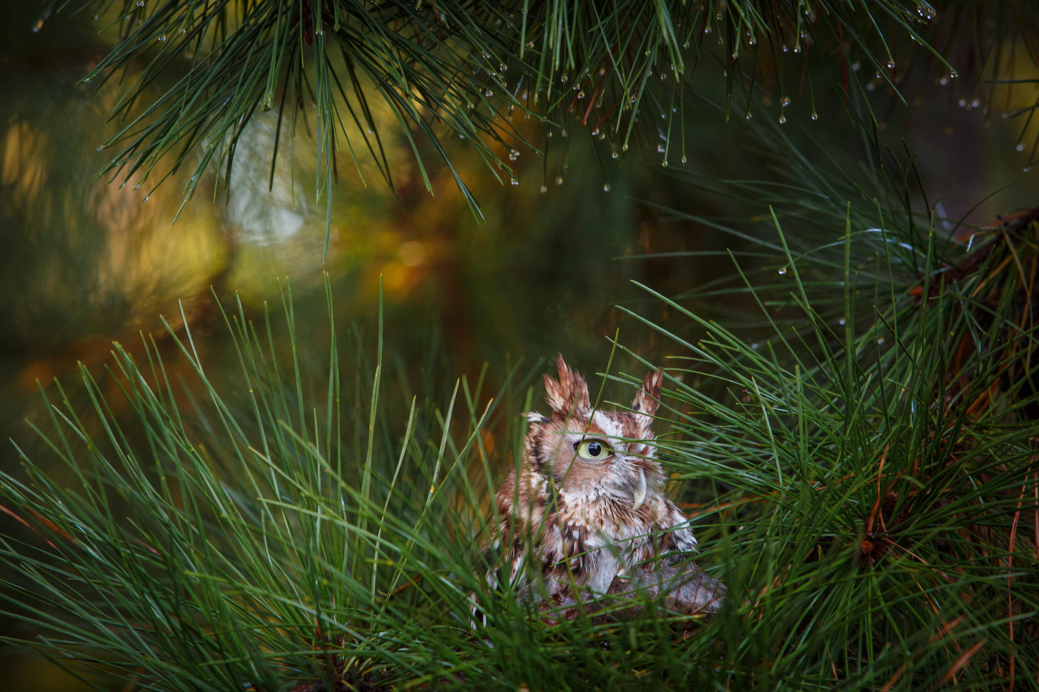 Bird Bokeh Owl Pine 2048x1365