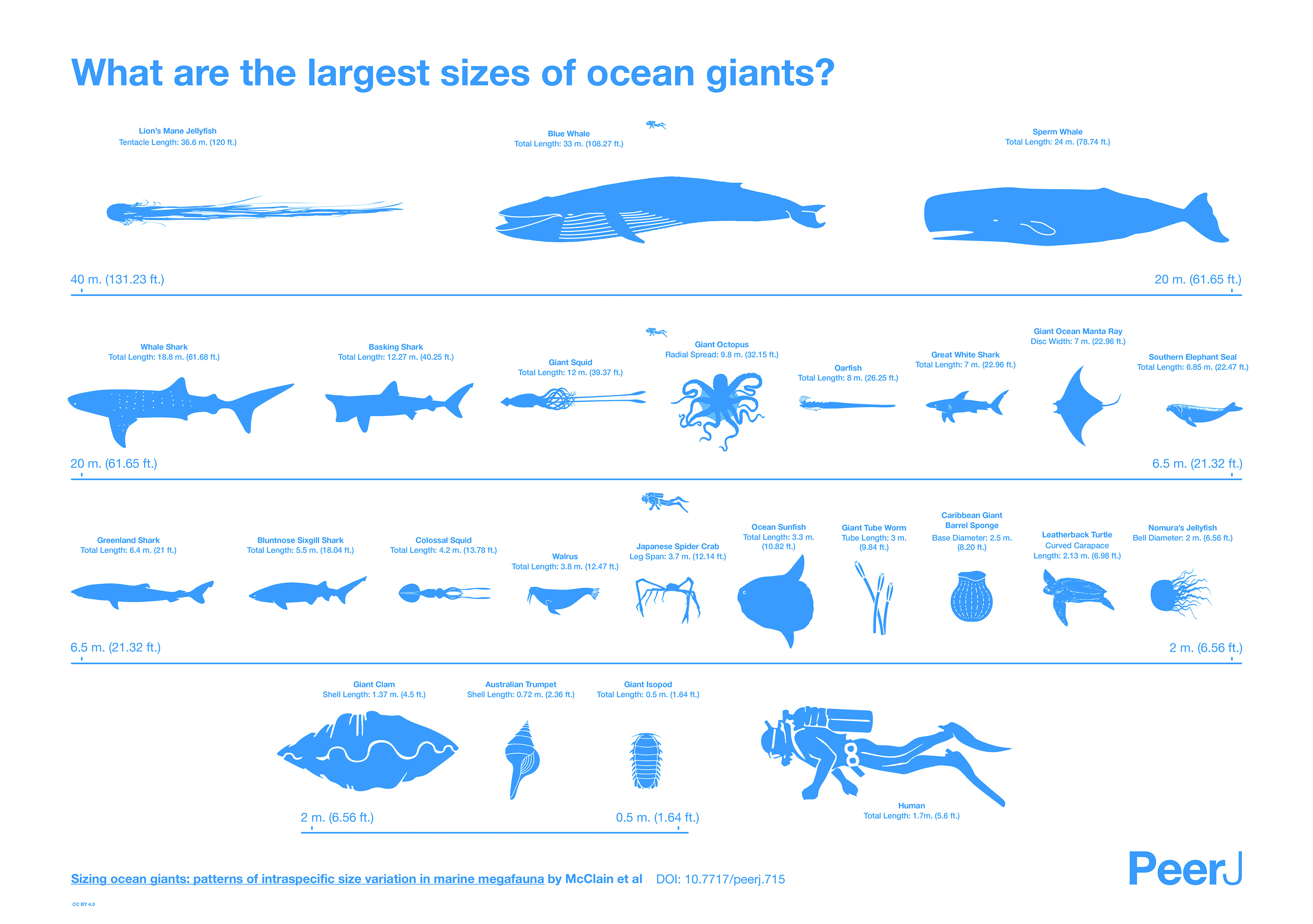 Information Giant Animals Text Infographics Diagrams 3508x2468