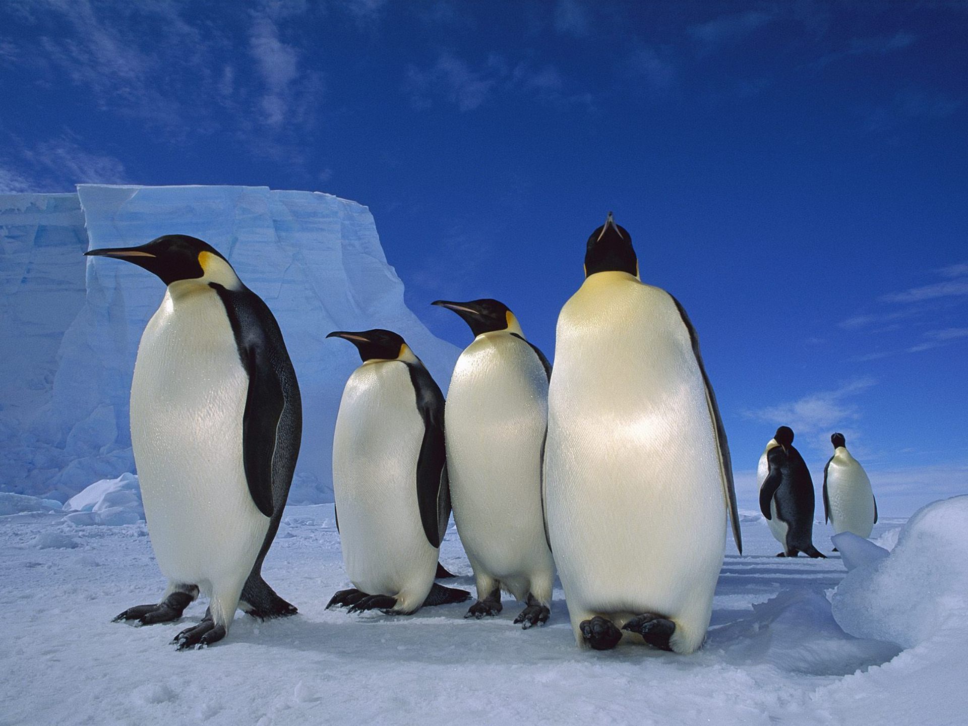 Animal Emperor Penguin 1920x1440