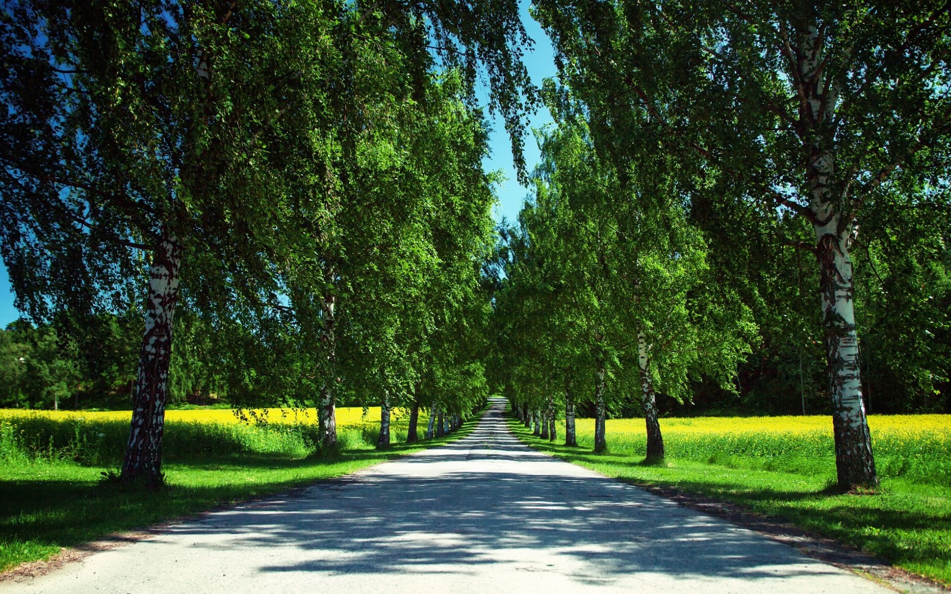 Alley Path Road Summer Tree 1920x1200