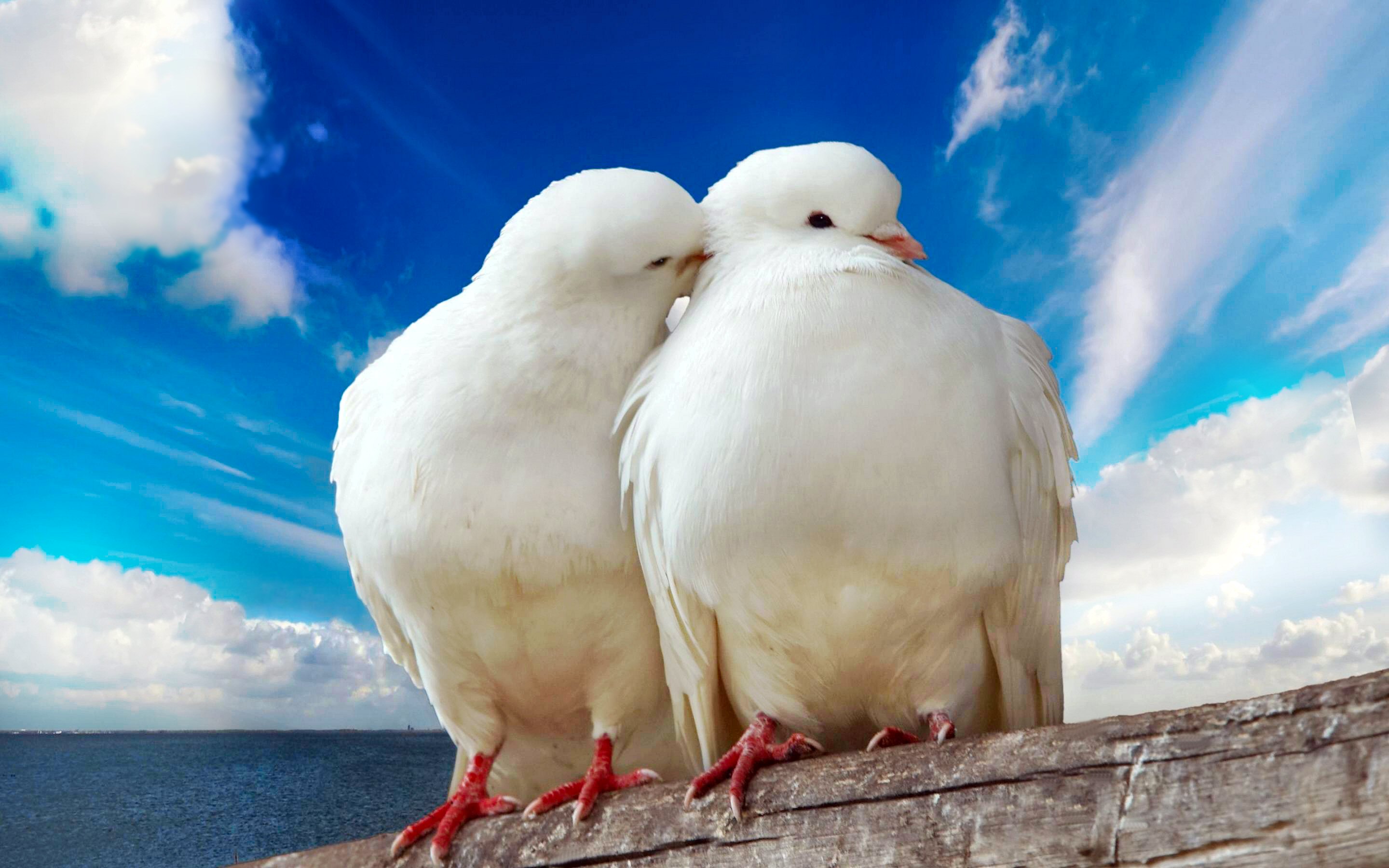 Bird Dove Pigeon 2880x1800