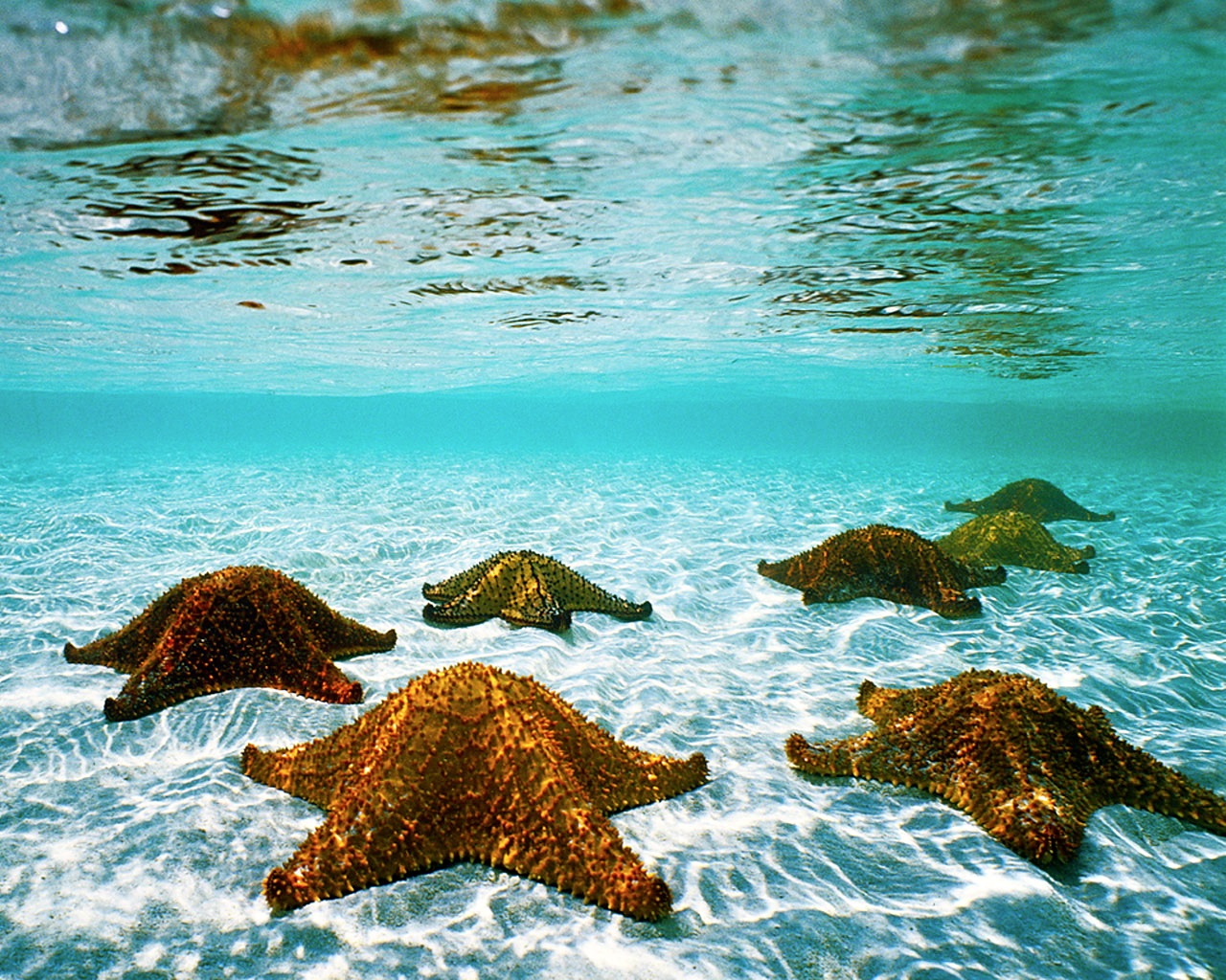 Animal Starfish 1280x1024