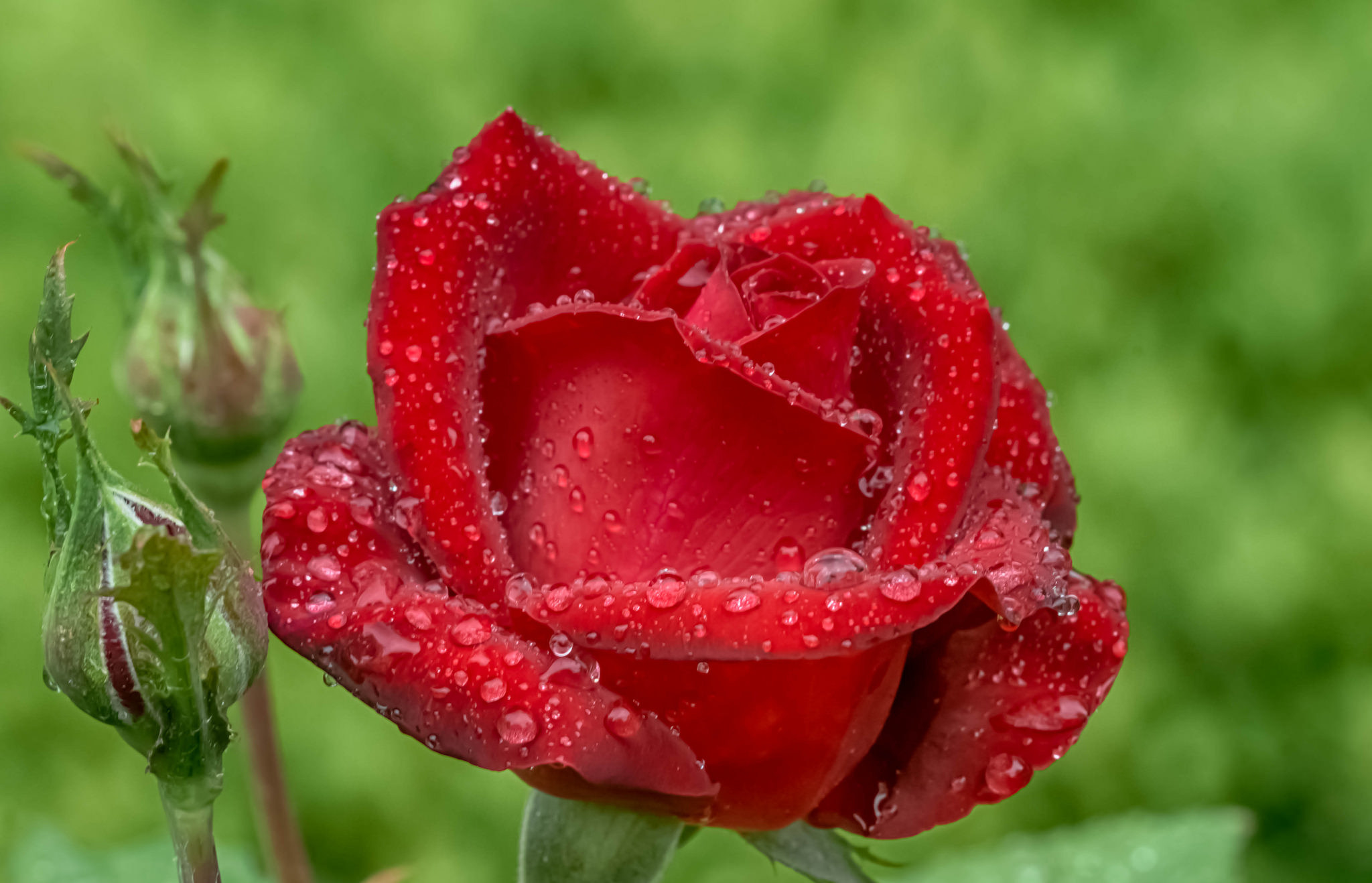 Bud Close Up Flower Nature Red Flower Rose Water Drop 2048x1318