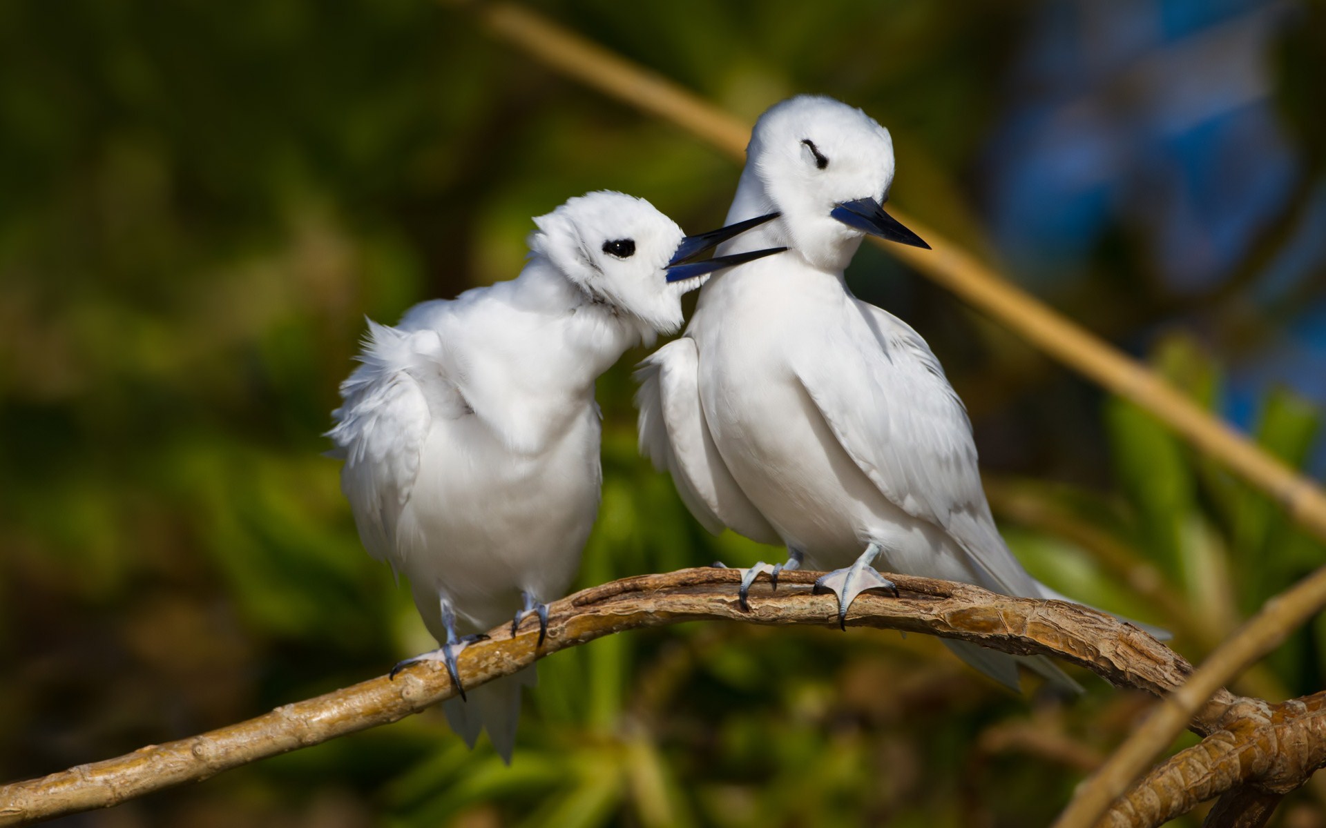 Animal Bird Terns 1920x1200