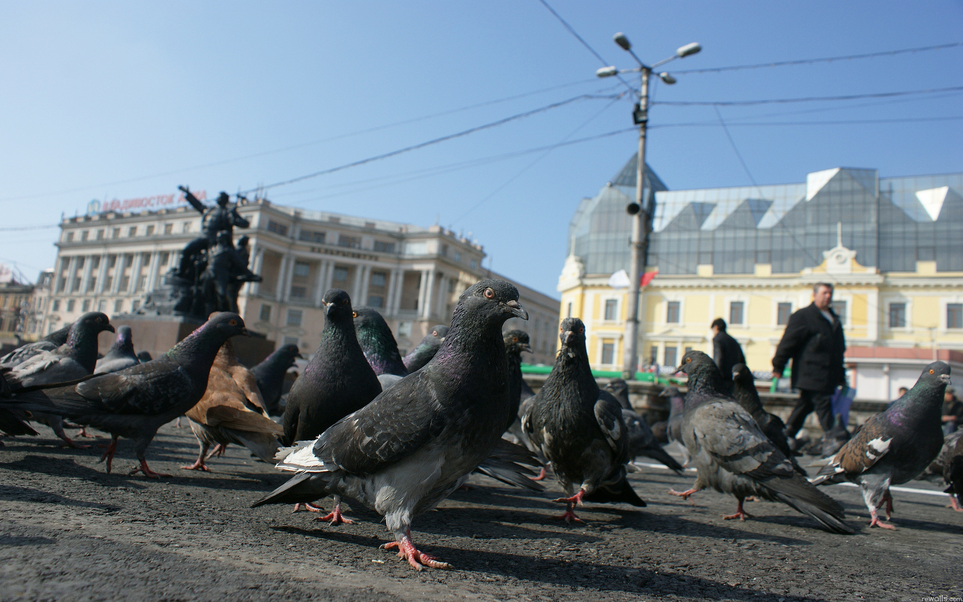 Animal Pigeon 1920x1200