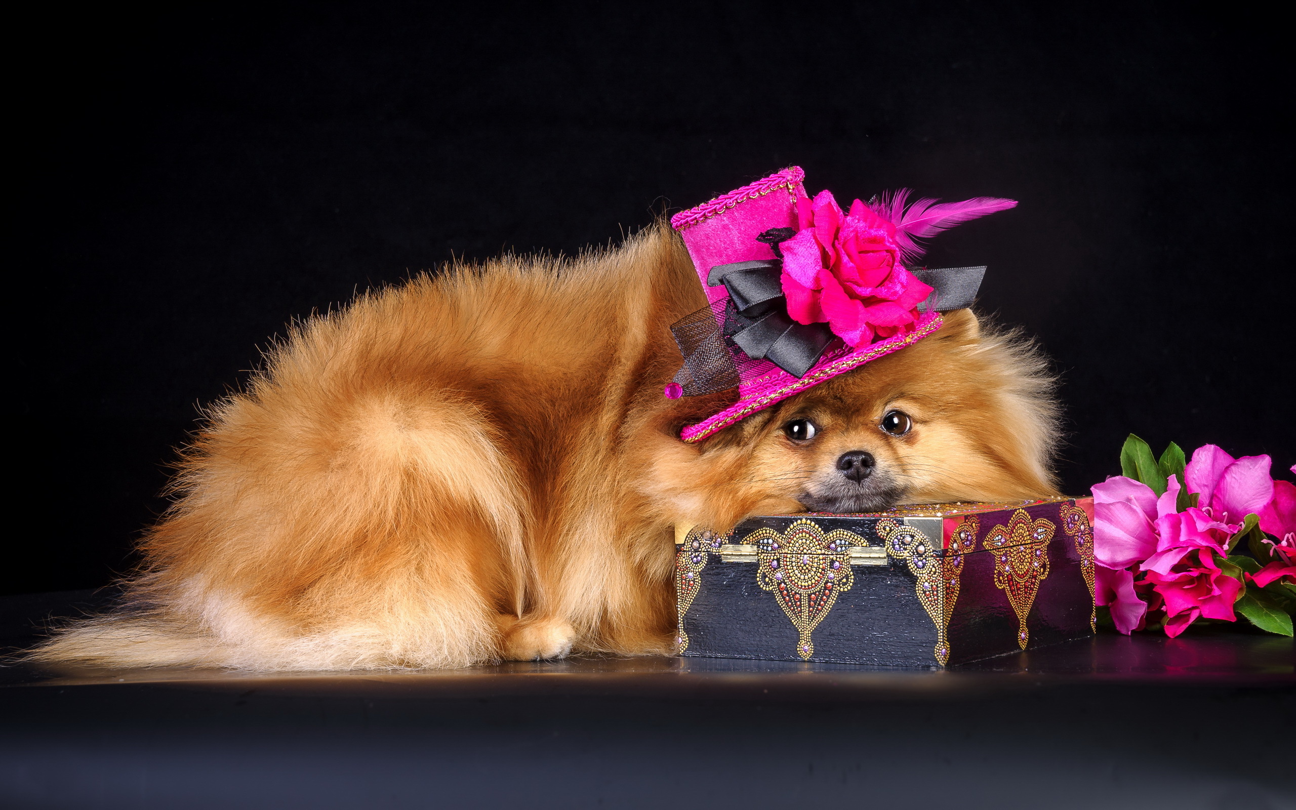 Cute Dog Pet Pomeranian 2560x1600