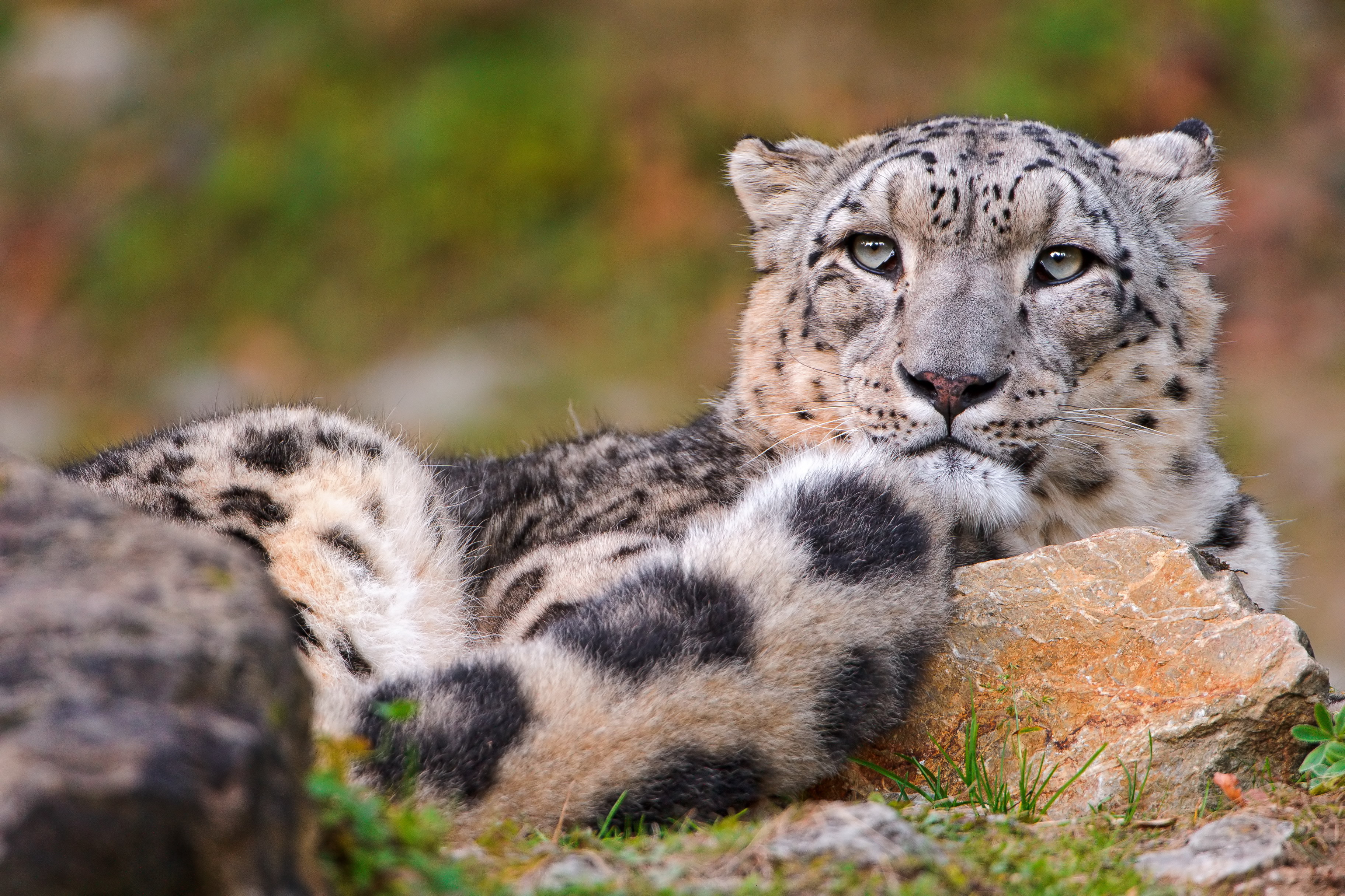 Big Cat Snow Leopard Wildcat Wildlife 3648x2432