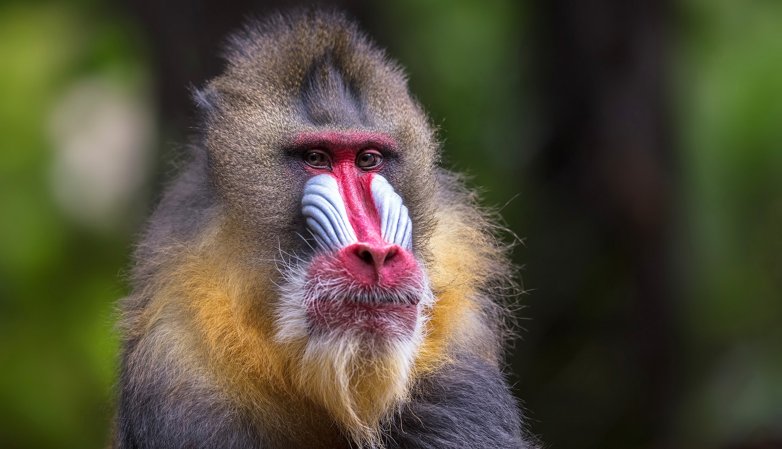 Mandrill Monkey Primate 2489x1428