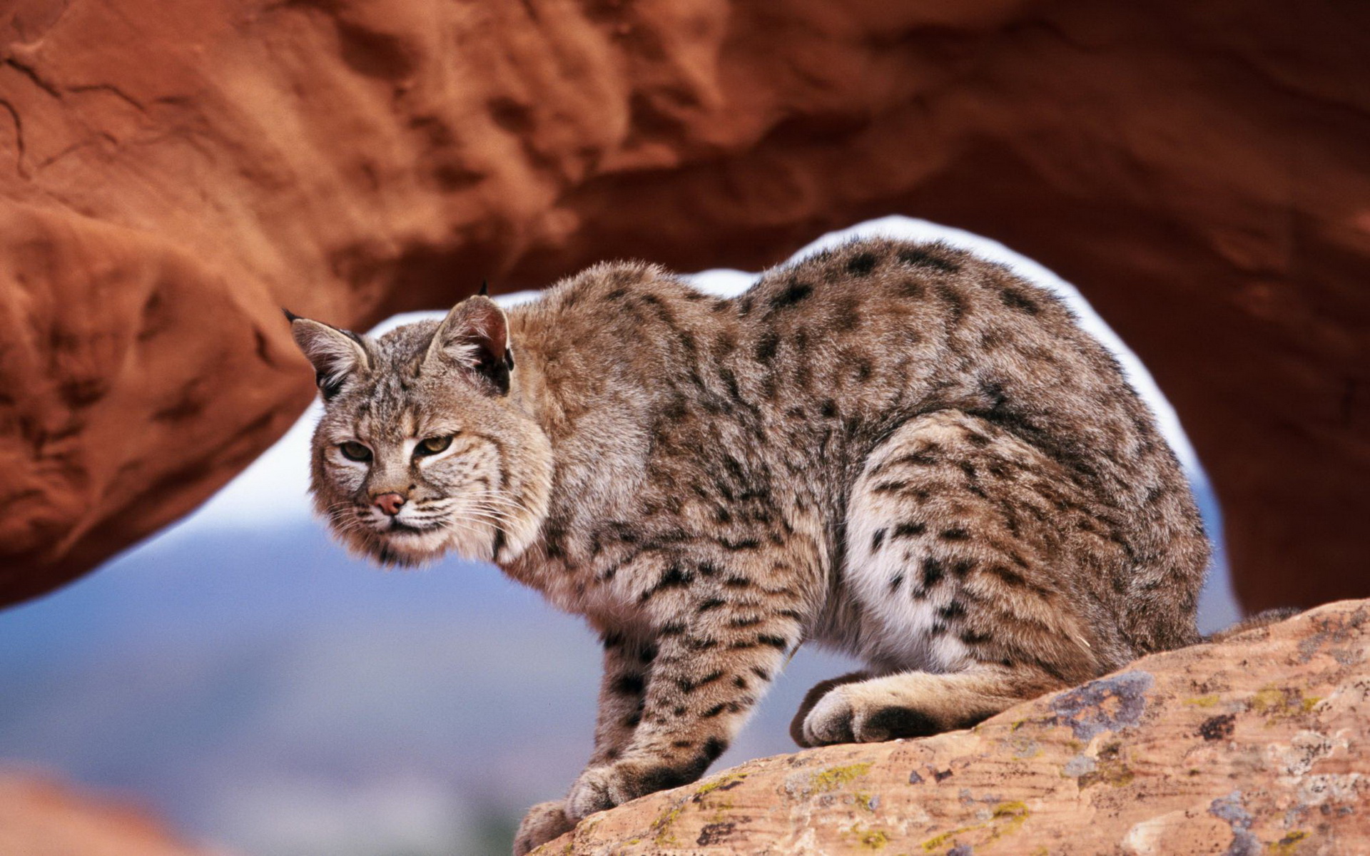 Animal Bobcat 1920x1200