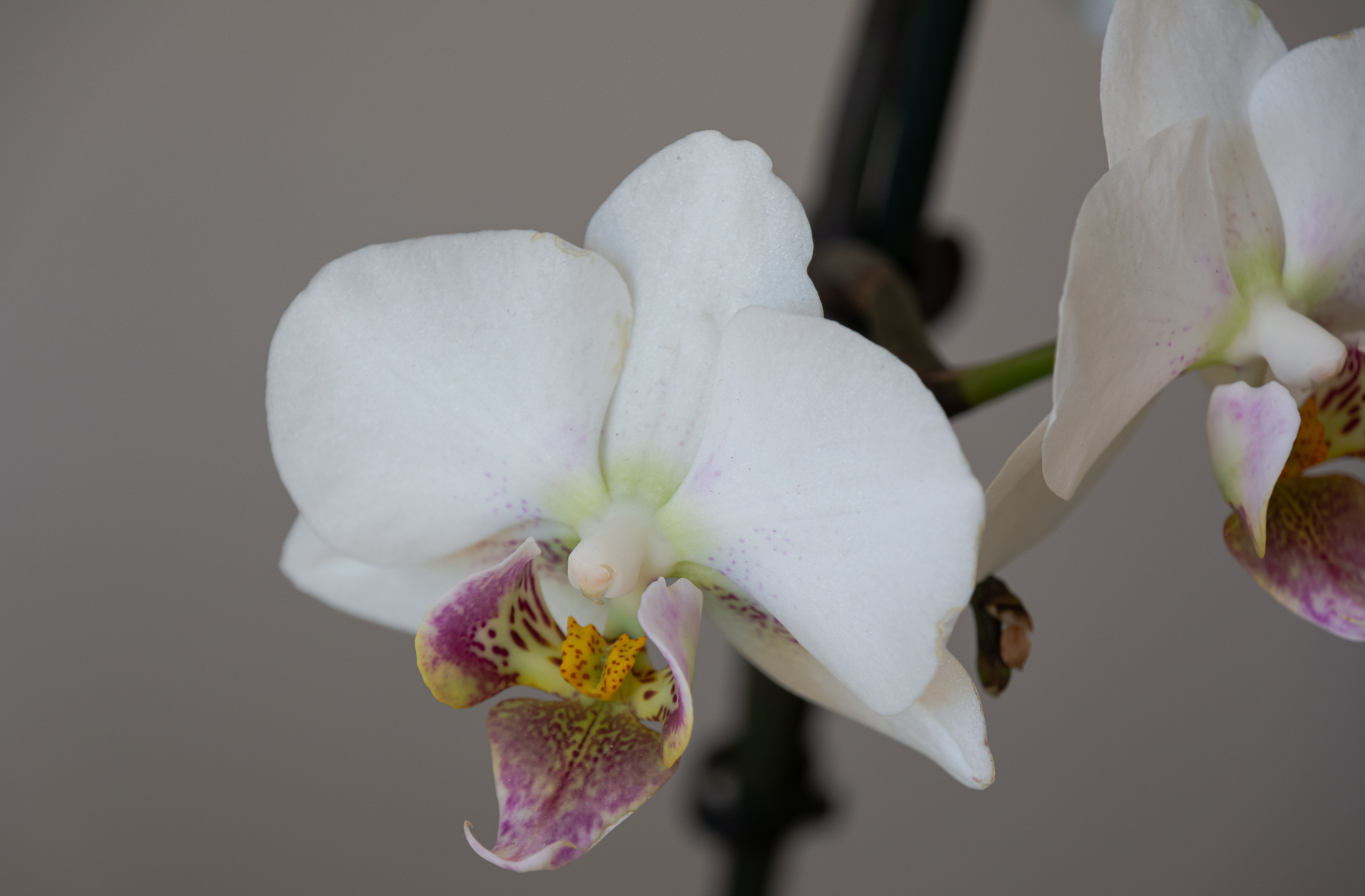 Flowers Orchids Plants 5658x3715