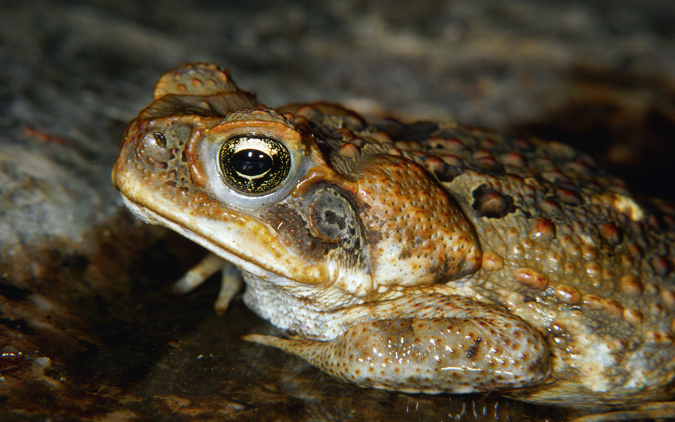 Animal Toad 2560x1600