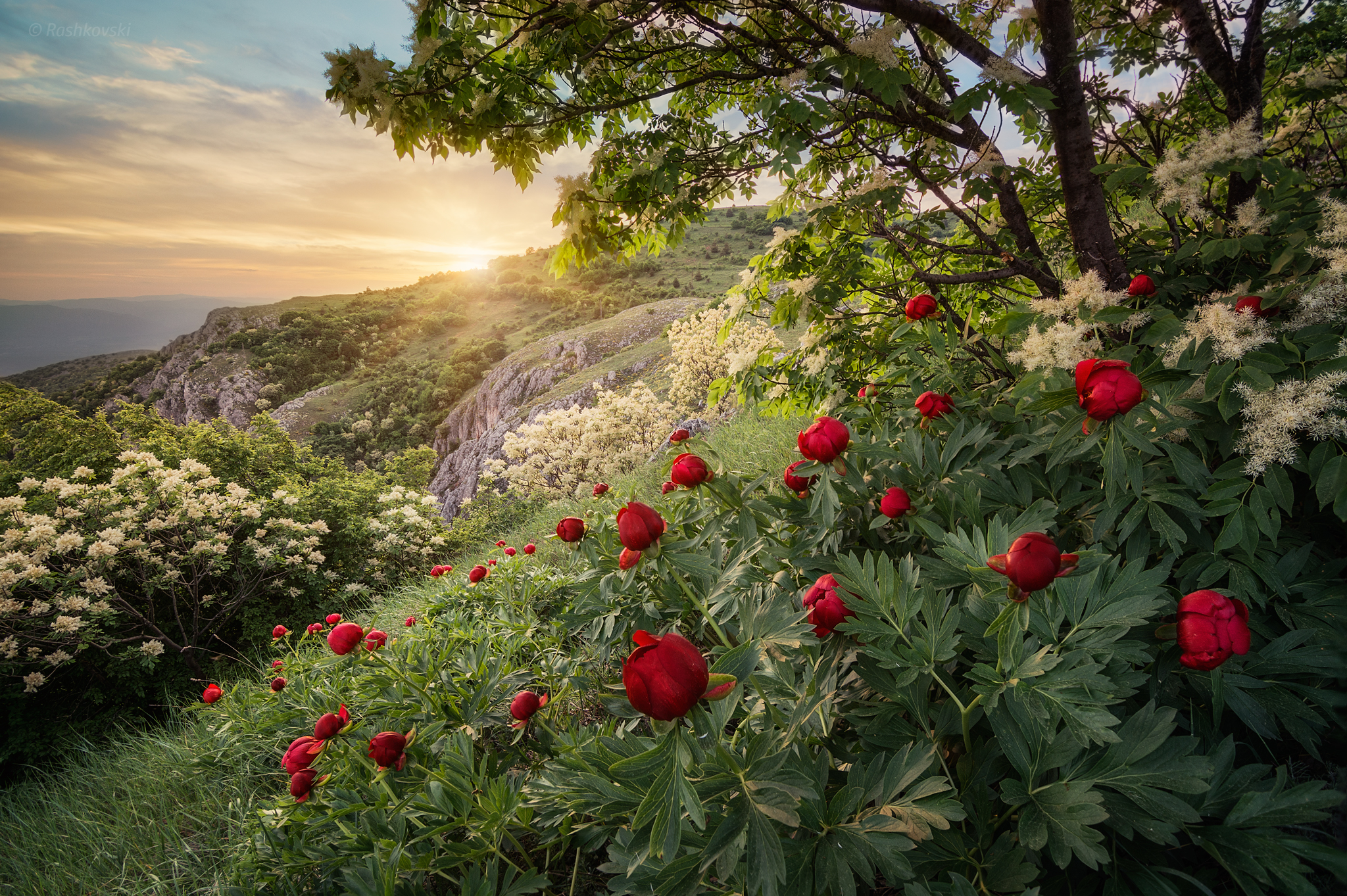 Bulgaria Forest Mountain Peony Spring Sunset 2048x1363
