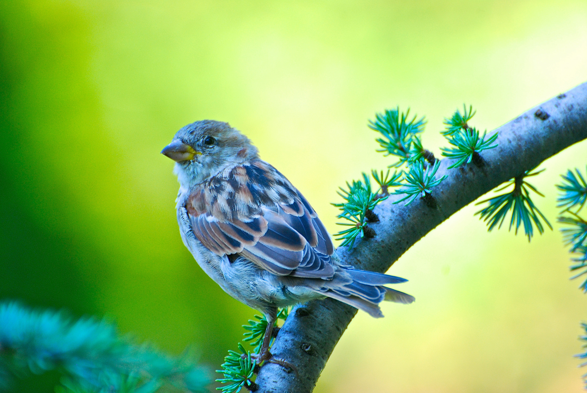 Bird Branch Sparrow 2048x1371