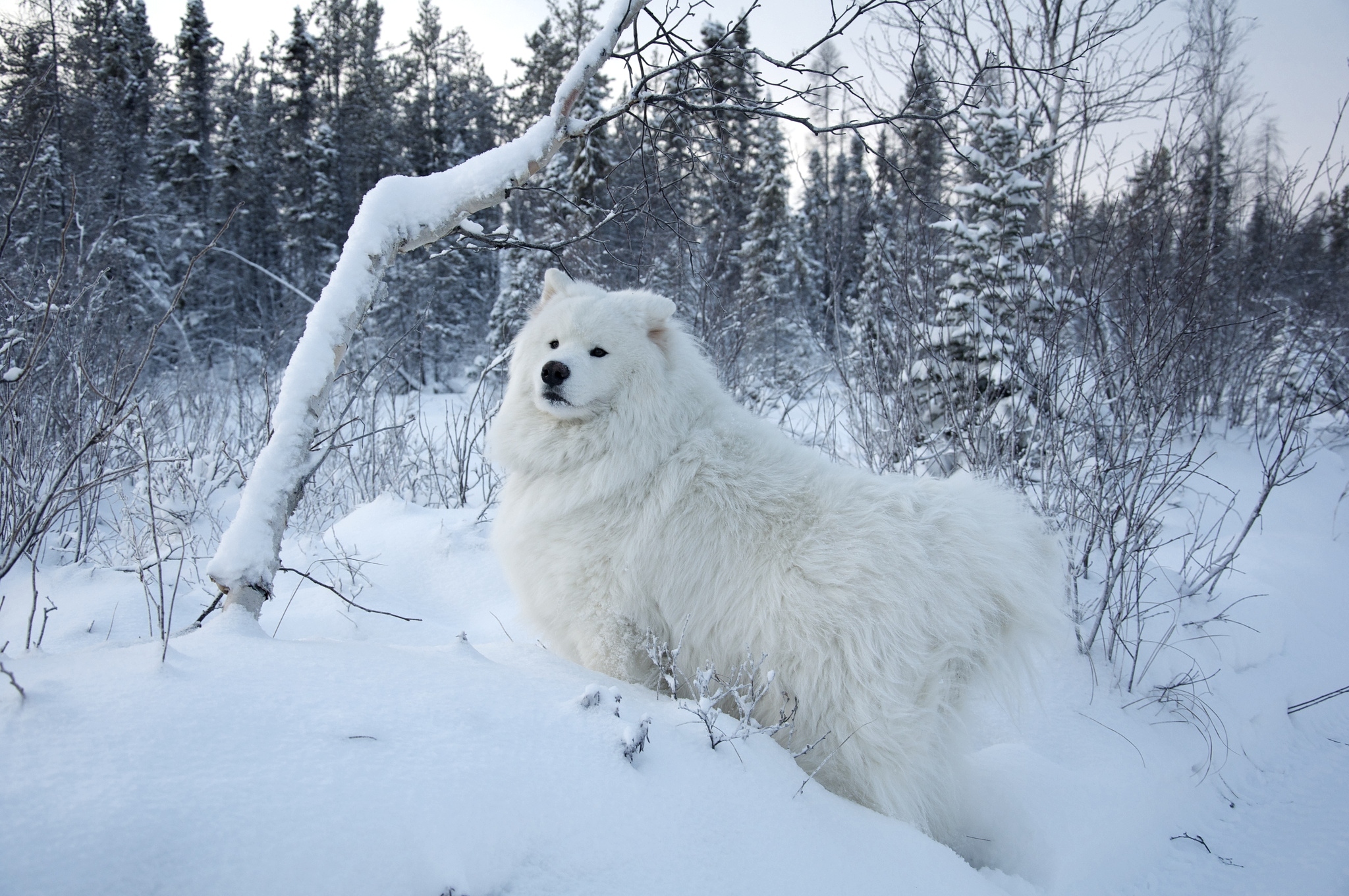 Dog Pet Samoyed Snow Winter 2048x1360