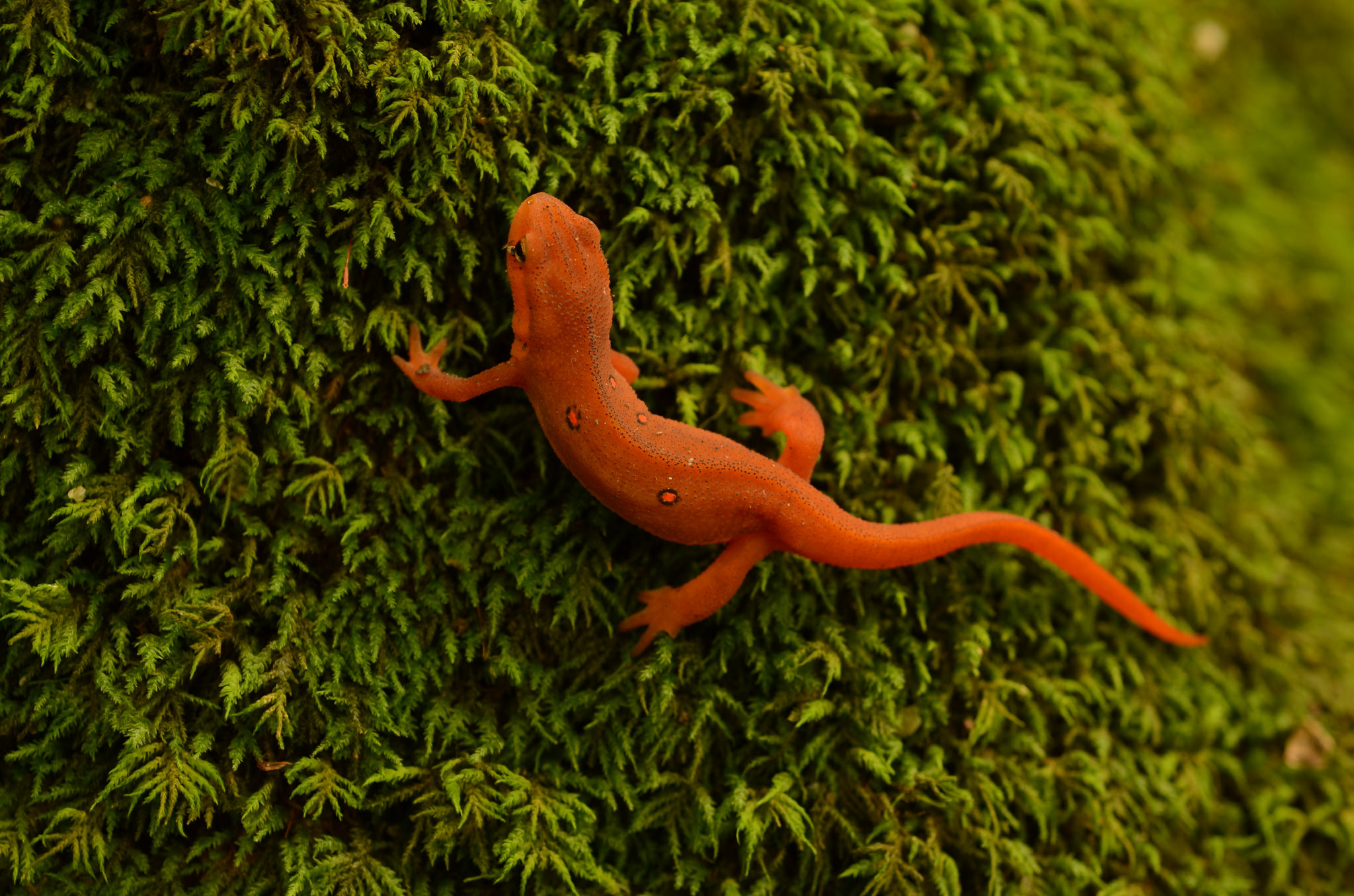 Animal Gecko 2048x1356