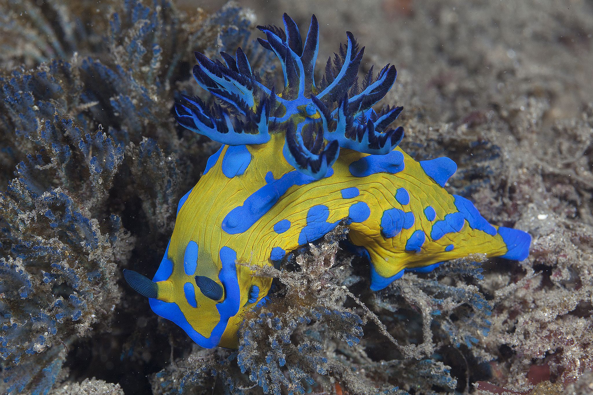Nudibranch Sea Slug 2048x1365