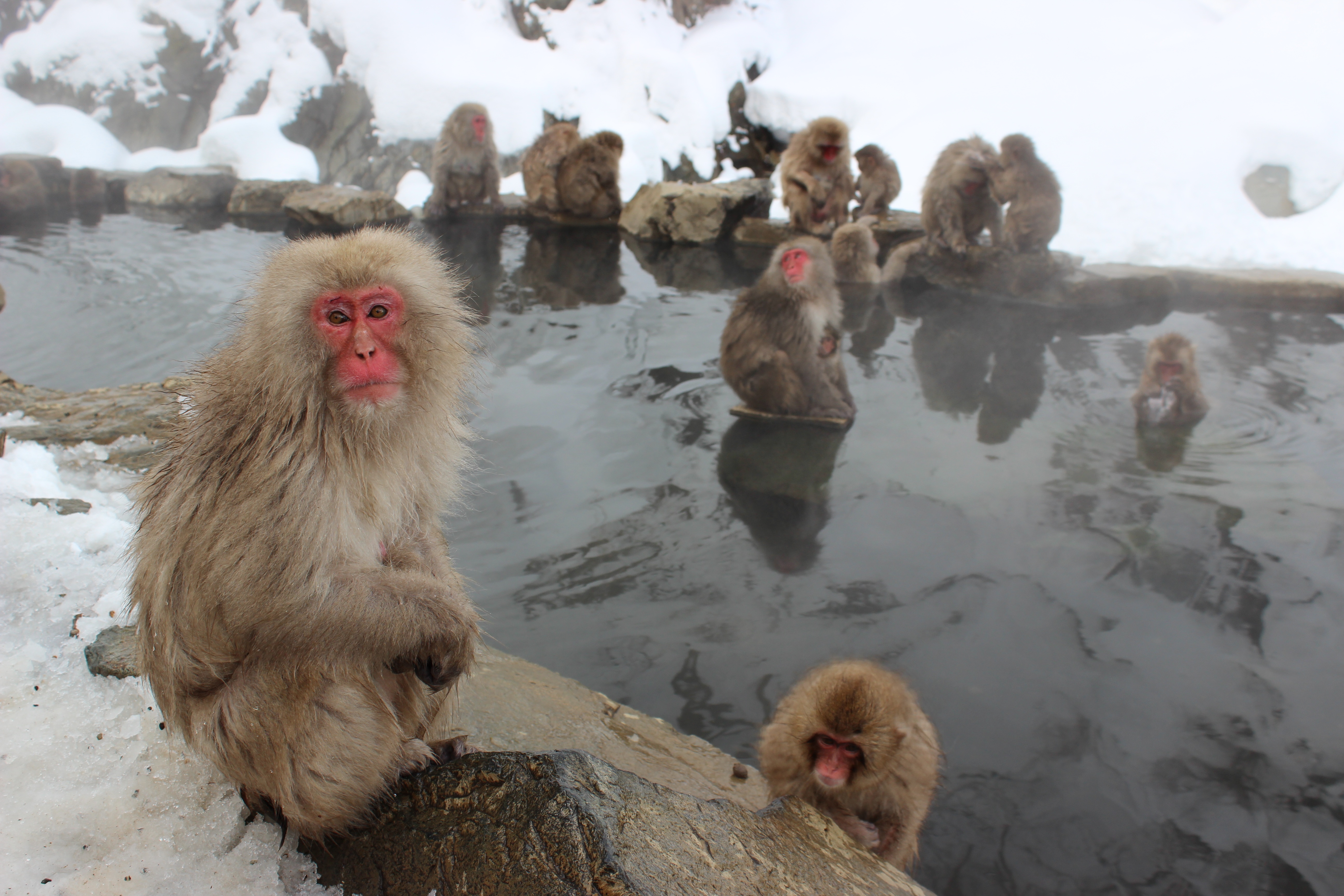 Japanese Macaque Macaque Monkey Primate Winter 5184x3456