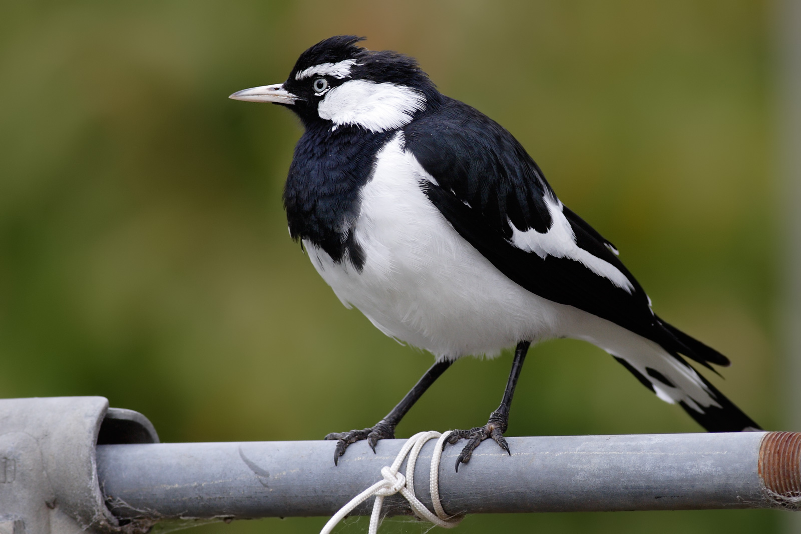 Animal Magpie 1600x1067