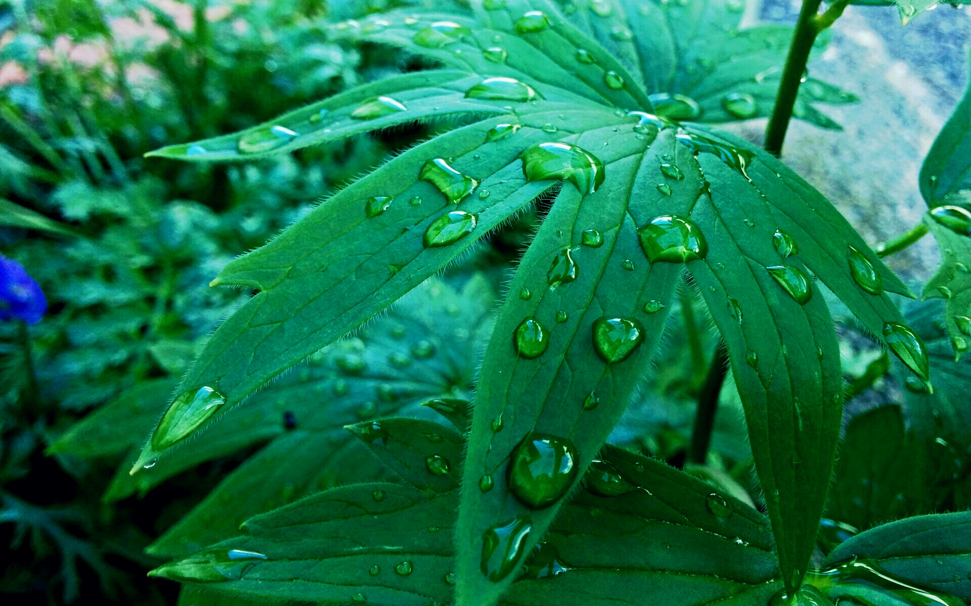 Flower Green Leaf Raindrops Water Drop 1920x1200
