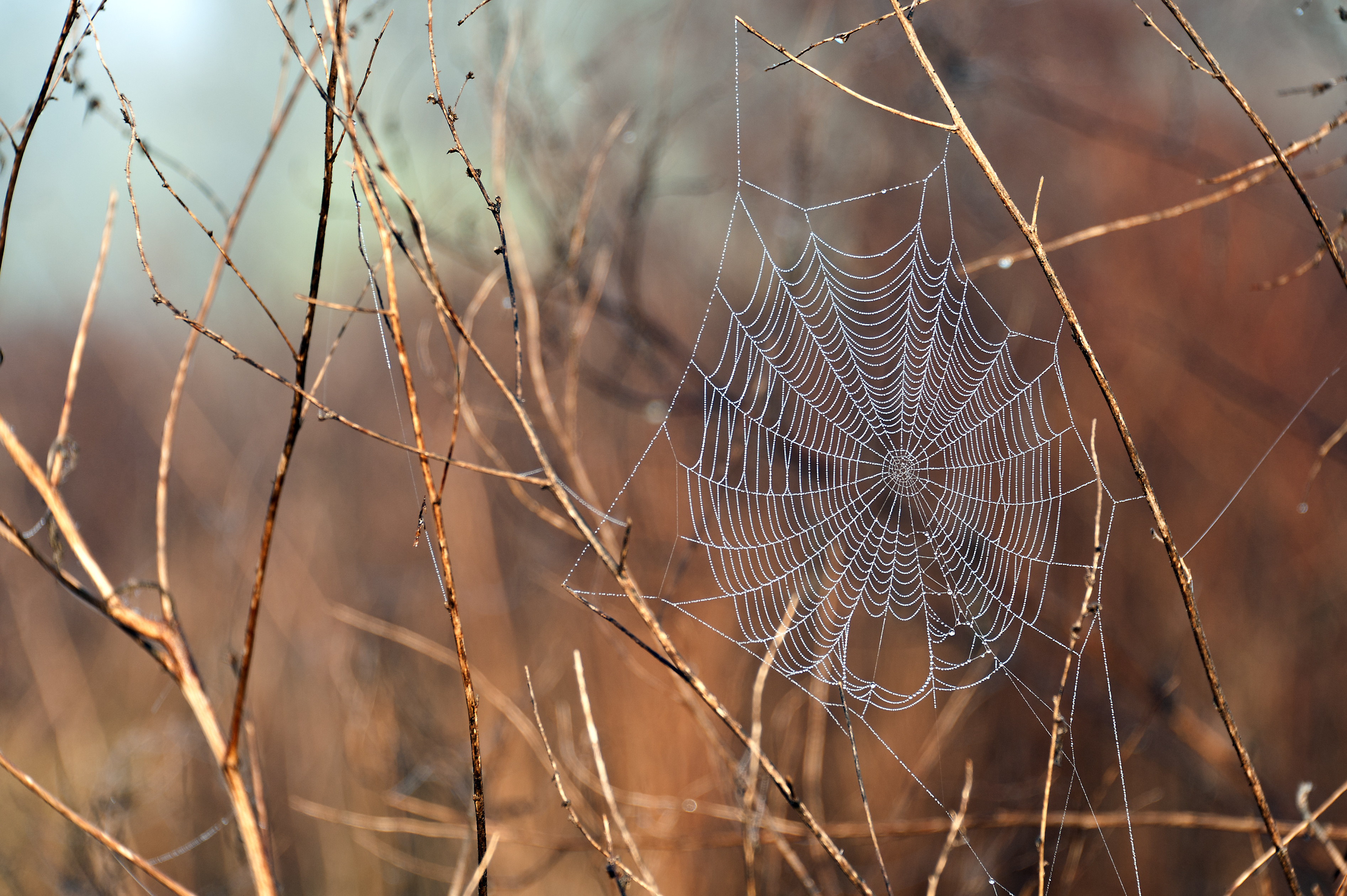 Photography Spider Web 3787x2520