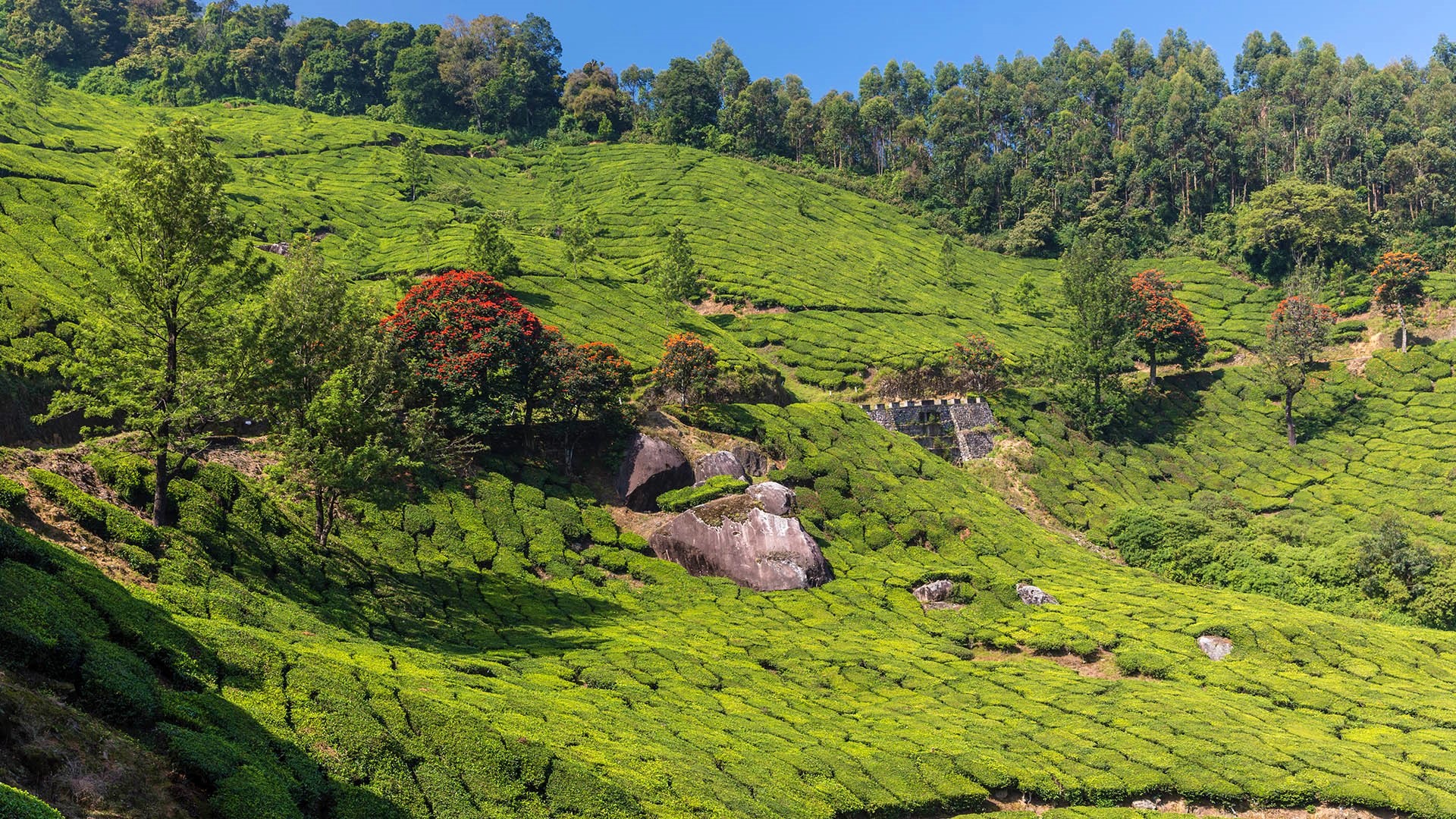 Nature Landscape Trees Field Farm Plants Rocks Sky Tea Plant Kerala India 1920x1080