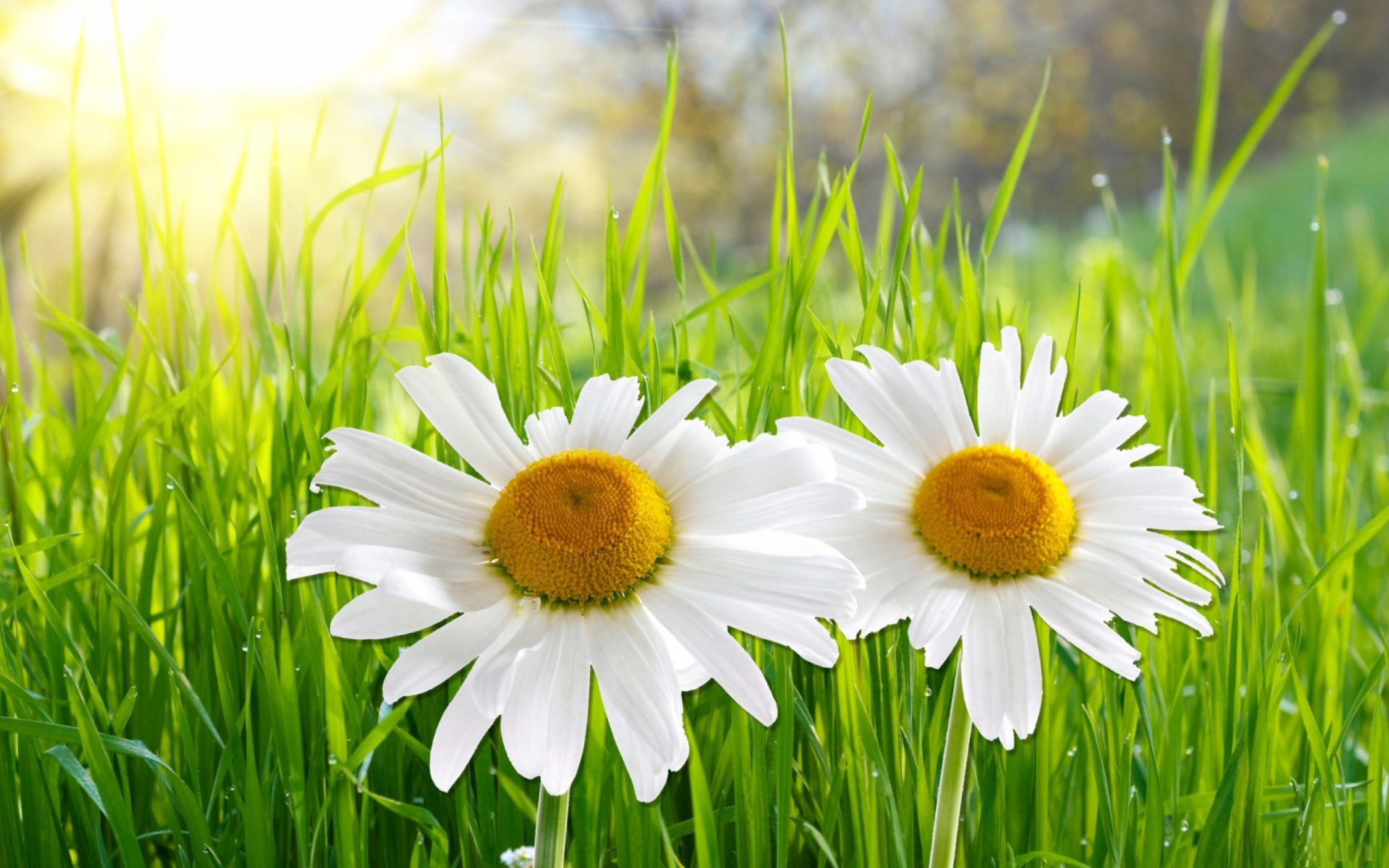 Camomile Close Up Daisy Earth Flower Grass White Flower 1920x1200