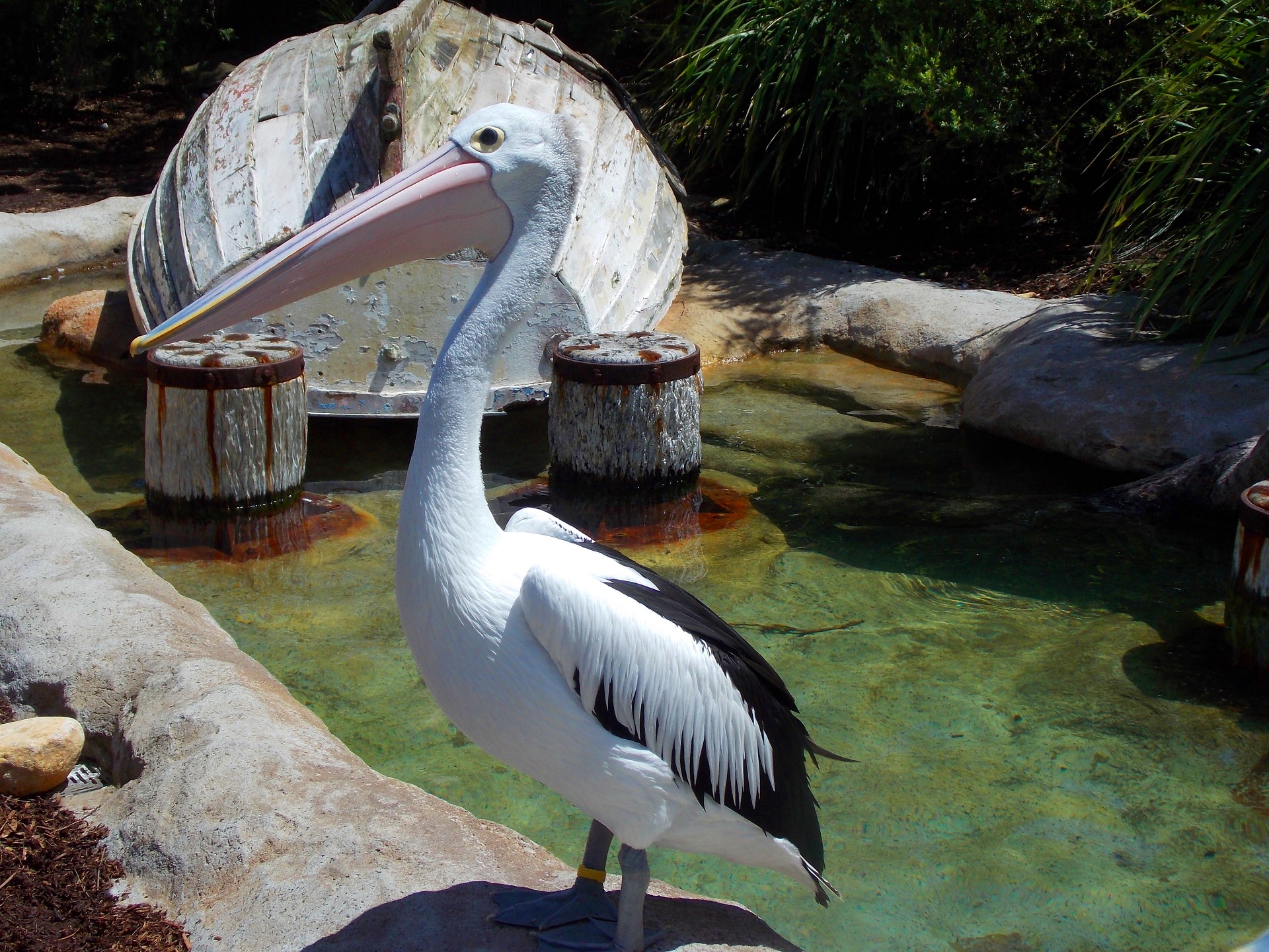 Animal Bird Pelican Zoo 1920x1440