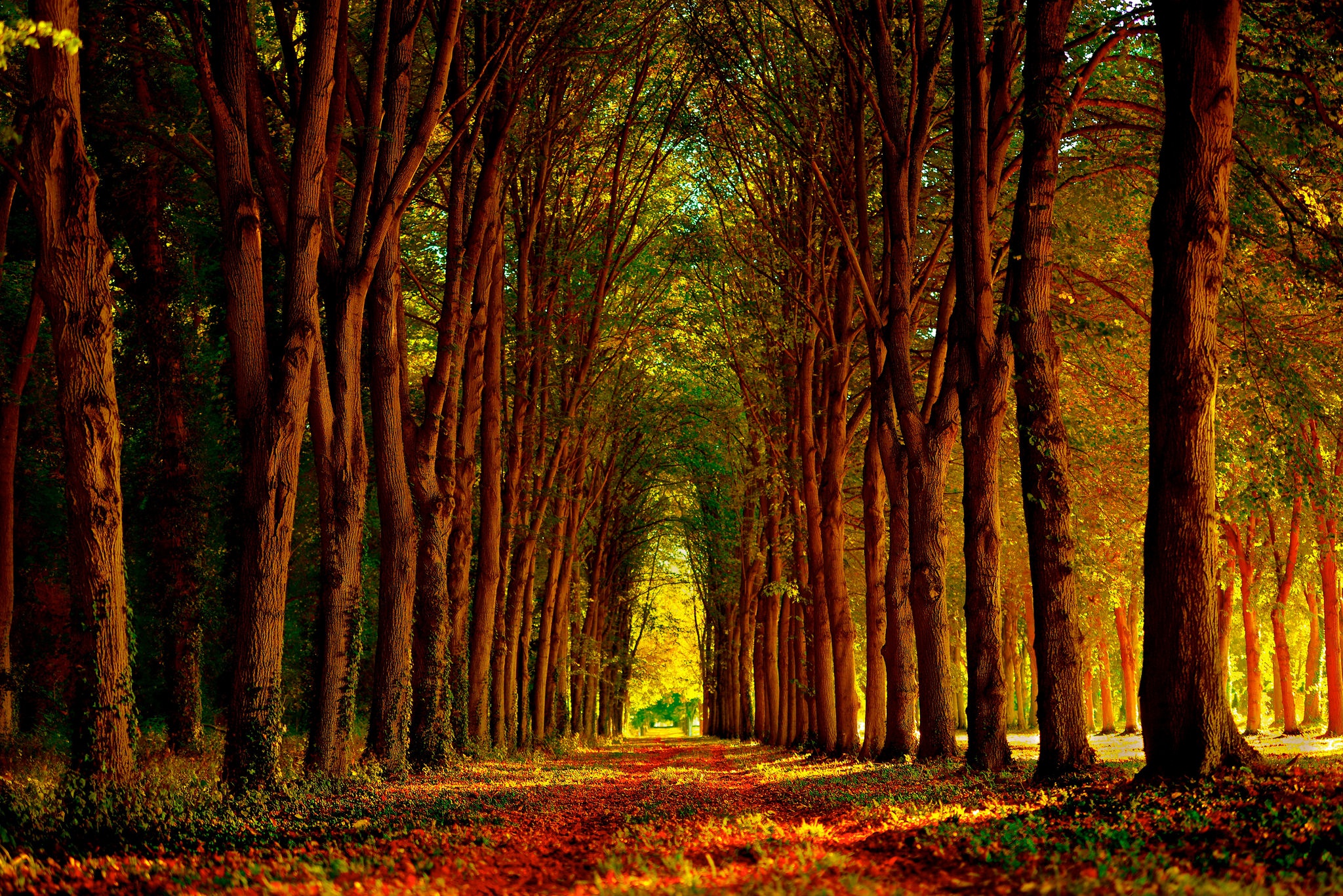 Fall Nature Path Sunny Tree Tree Lined 2048x1367
