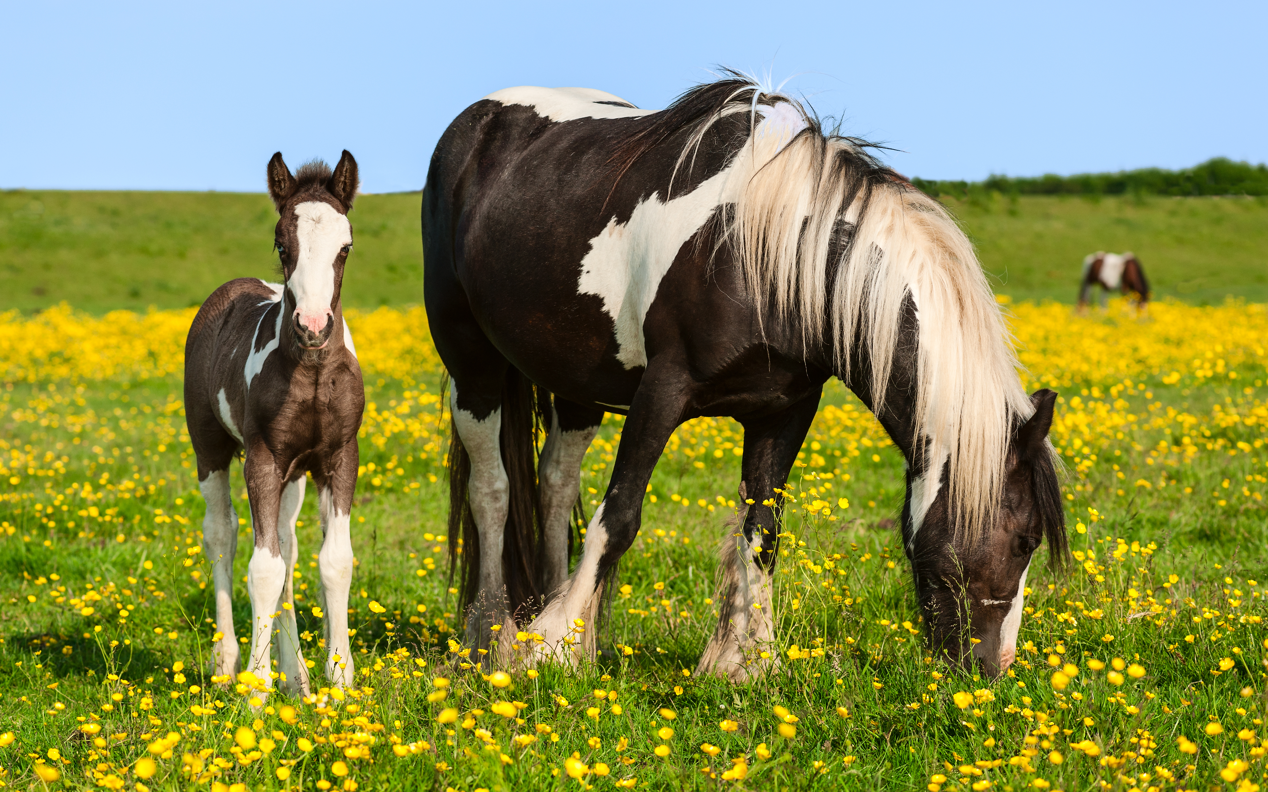 Baby Animal Grass Horse Pony Yellow Flower 4104x2565