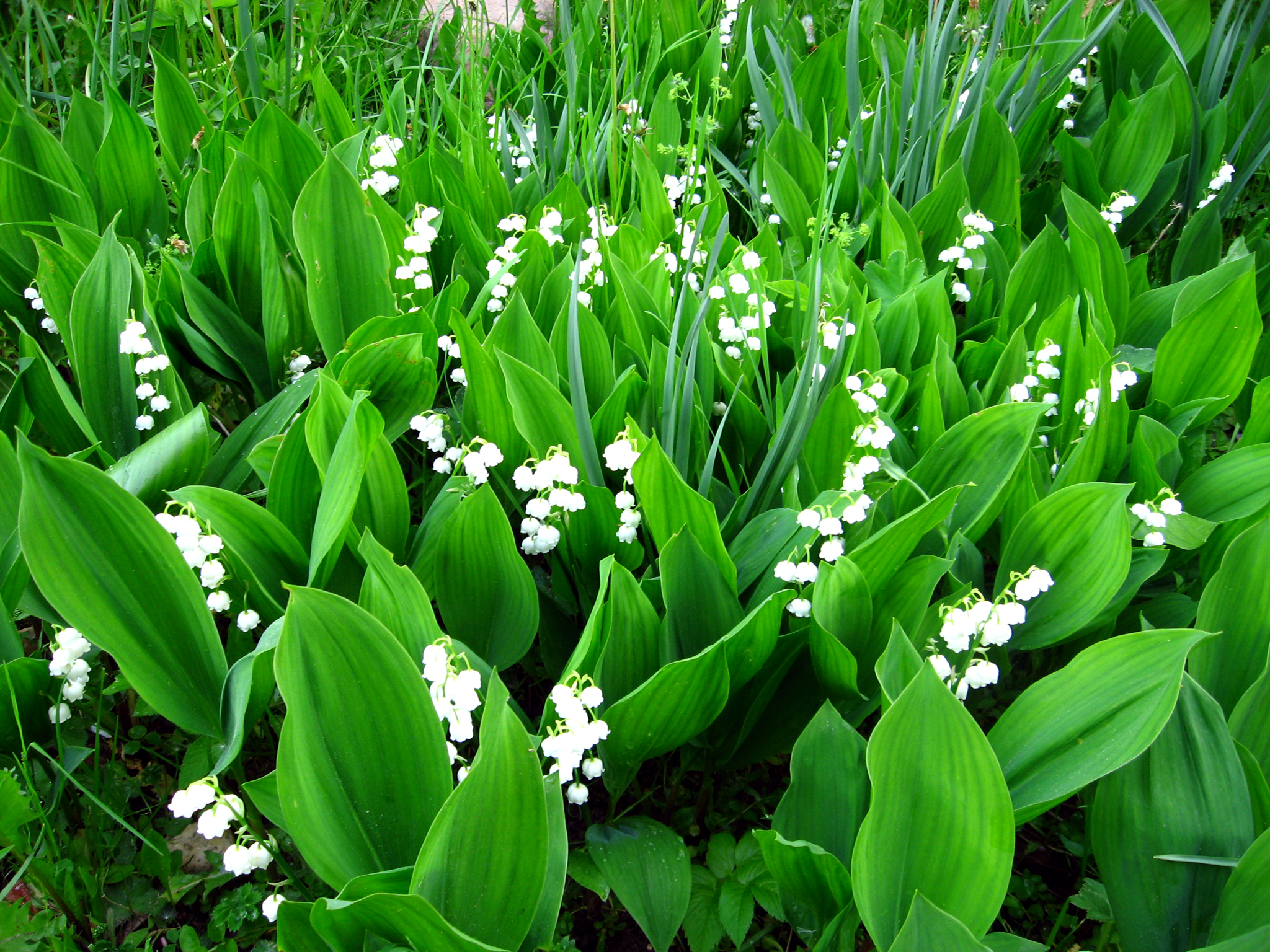 Earth Flower Green Lily Of The Valley White Flower 2048x1536