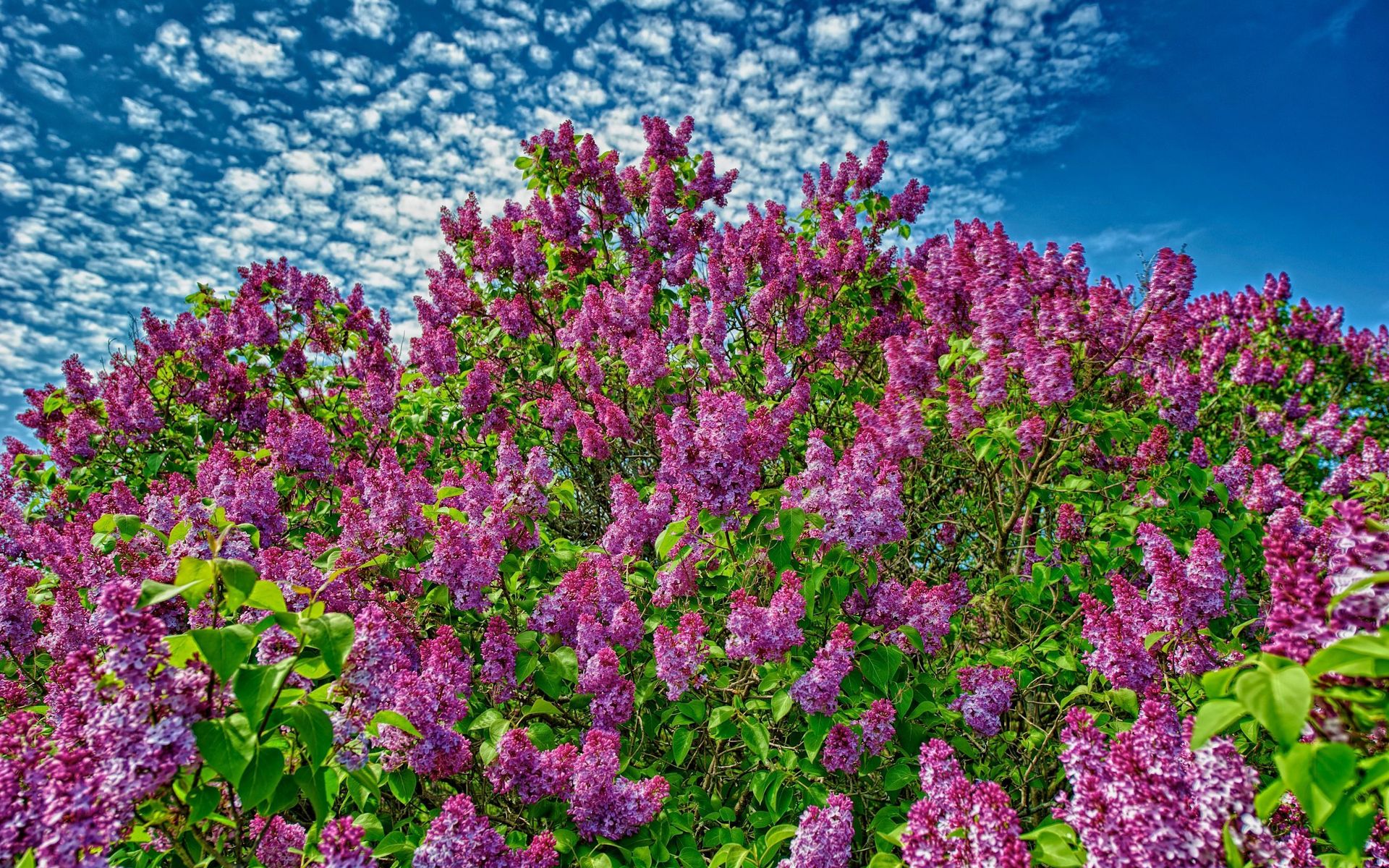 Bush Earth Flower Lilac Purple Flower Sky 1920x1200